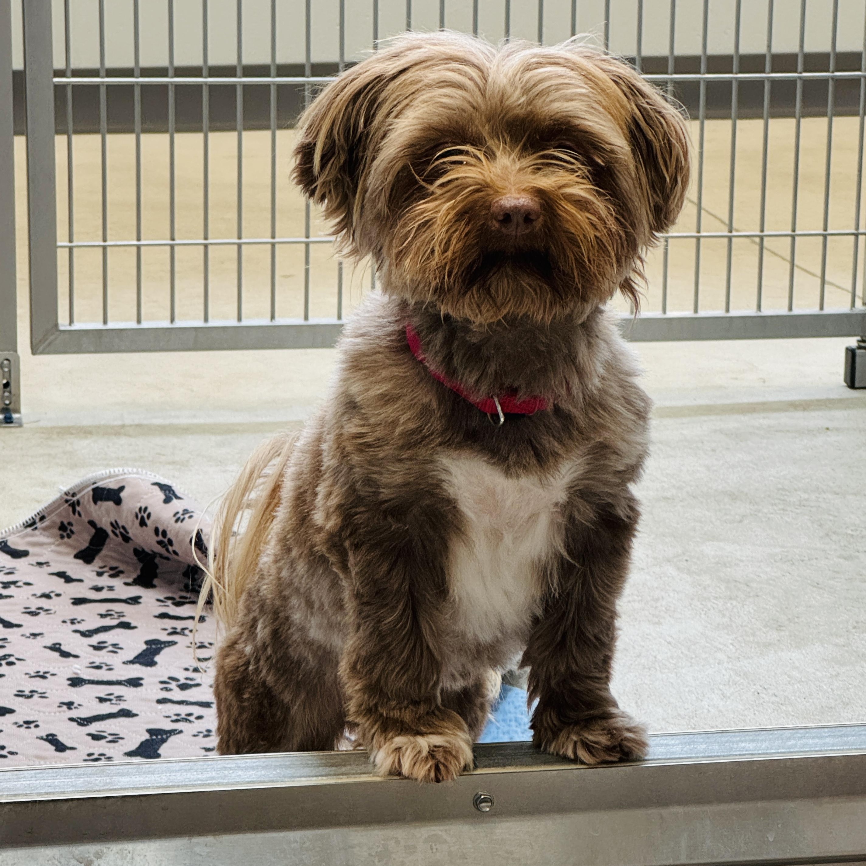 Enlarge Mittens, a ADOPTABLE Havanese in Watertown, WI image 6/6