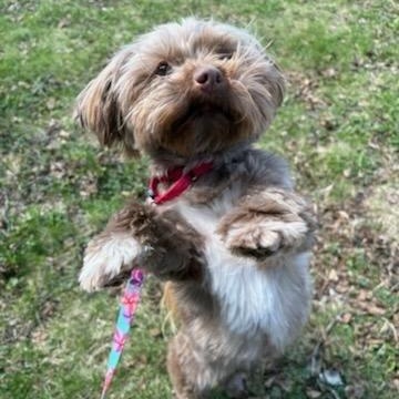 Enlarge Mittens, a ADOPTABLE Havanese in Watertown, WI image 1/6