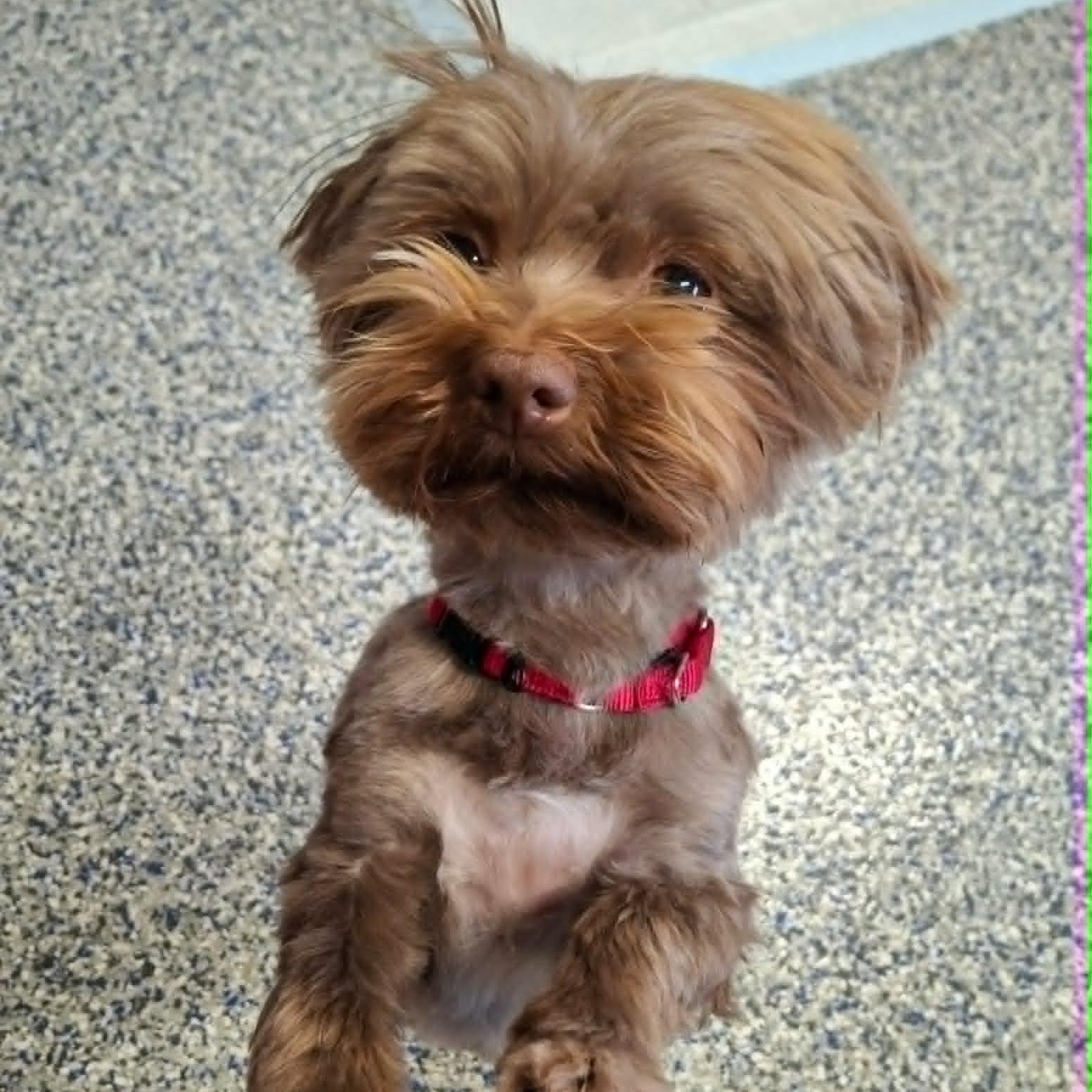 Enlarge Mittens, a ADOPTABLE Havanese in Watertown, WI image 2/2