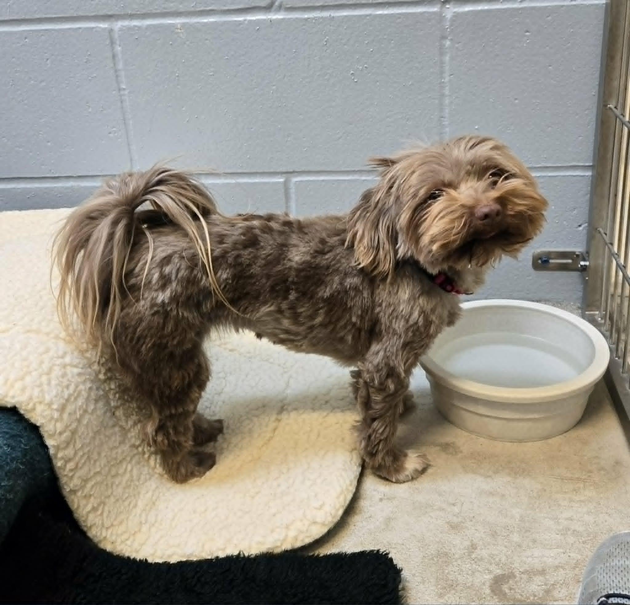 Mittens, ADOPTABLE, Adult Female Havanese.