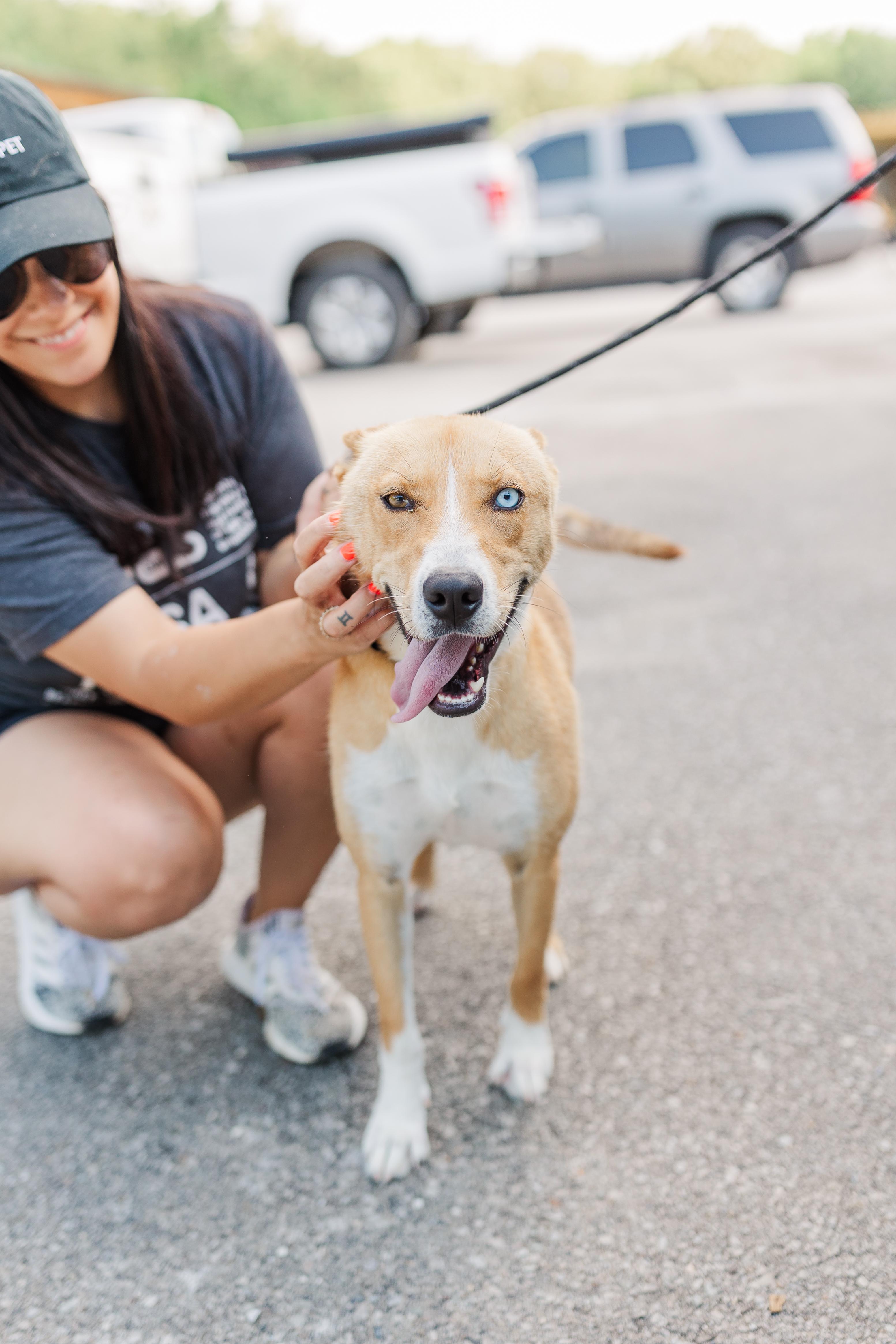 Puddle, a Adoptable mixed breed in Manchester, TN image 2/6