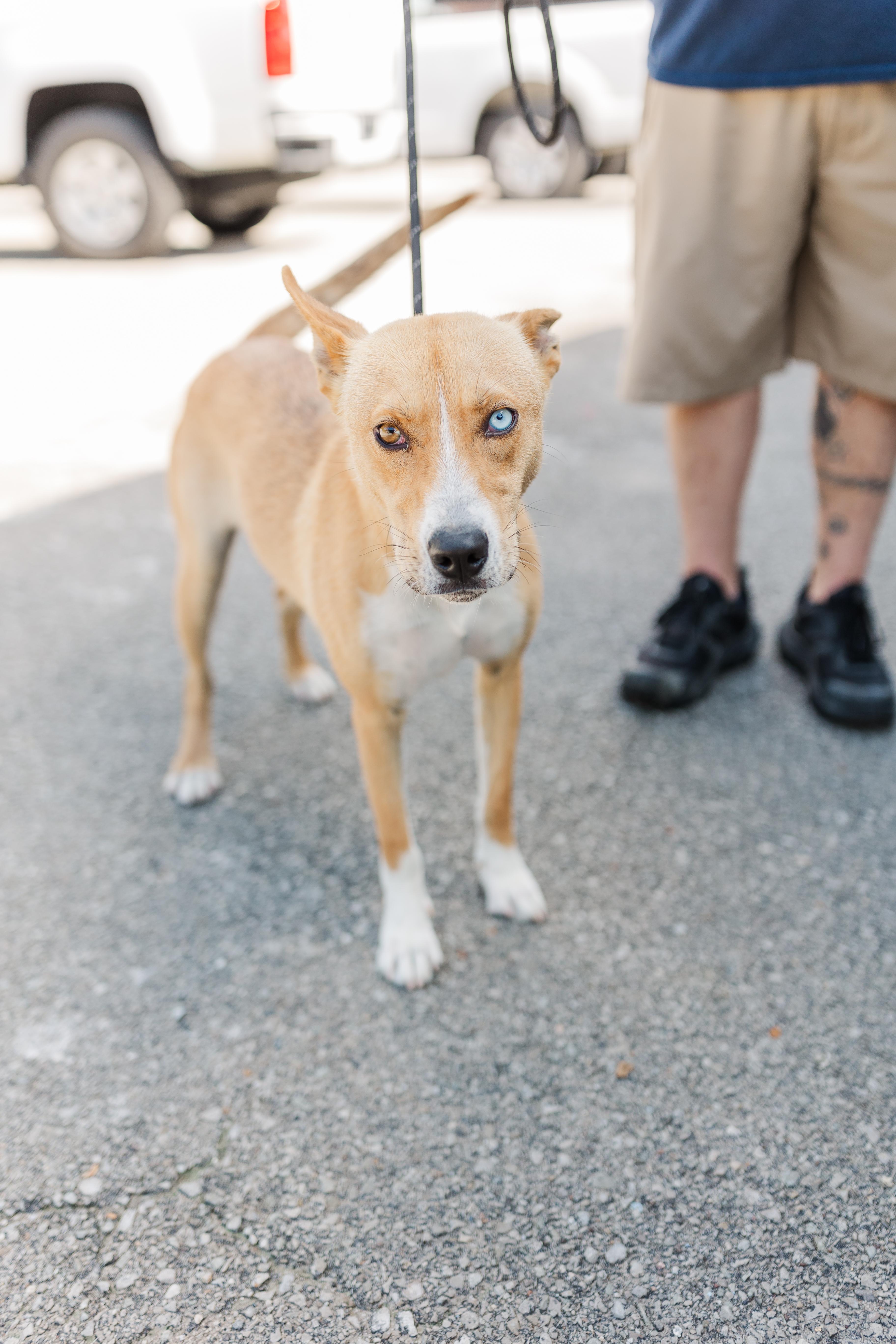 Puddle, a Adoptable mixed breed in Manchester, TN image 3/6