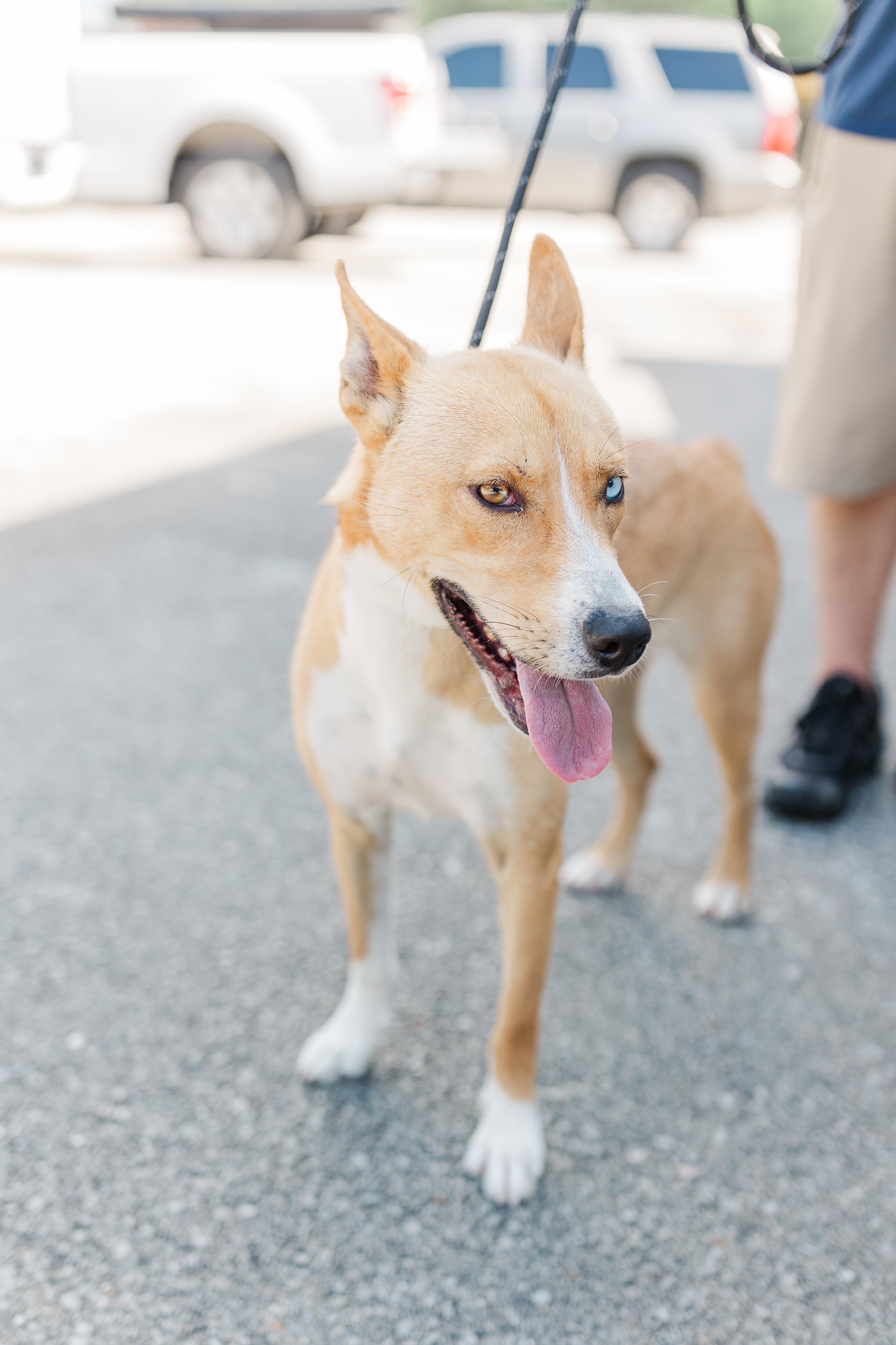 Puddle, a Adoptable mixed breed in Manchester, TN image 4/6