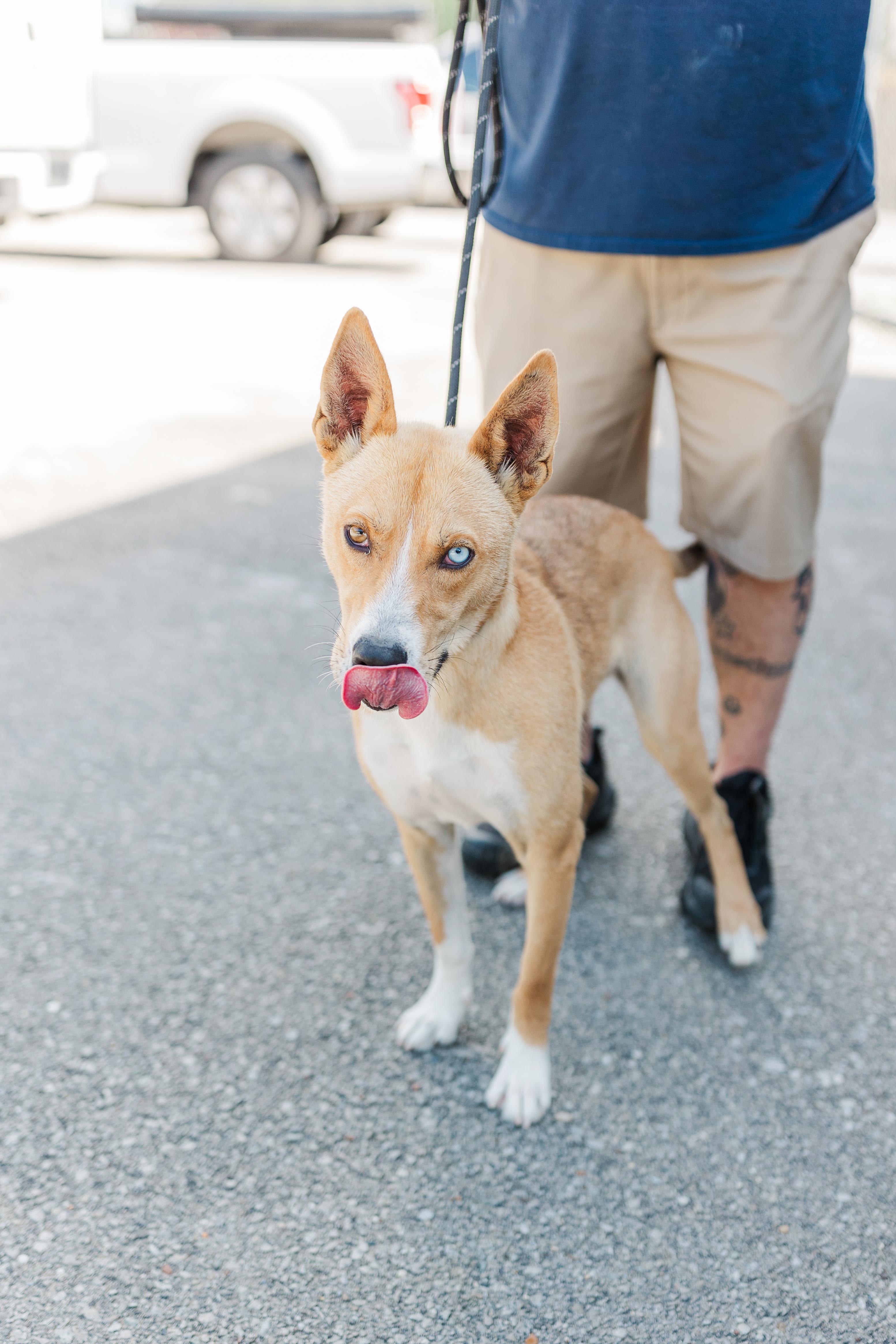 Puddle, a Adoptable mixed breed in Manchester, TN image 5/6