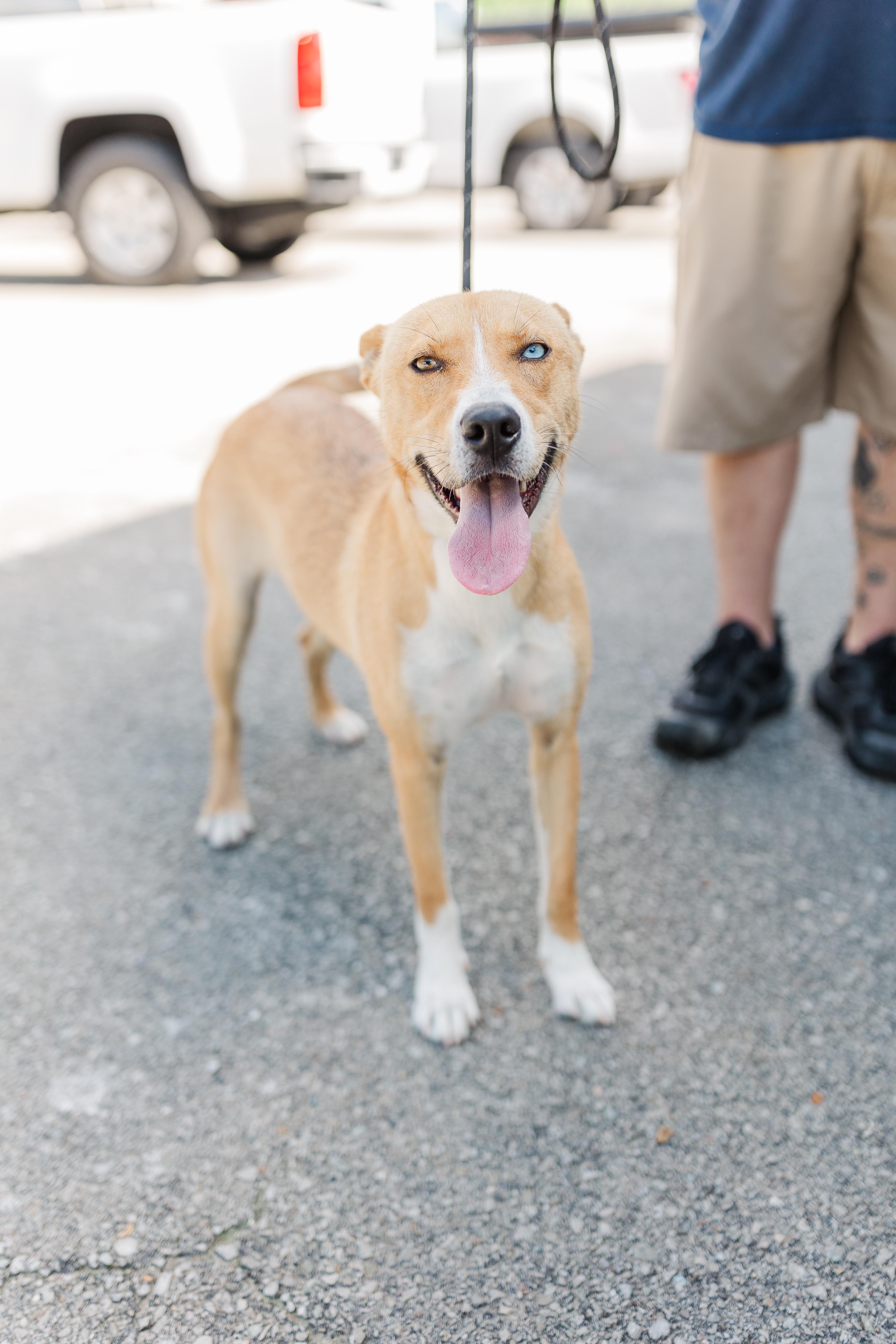 Puddle, a Adoptable mixed breed in Manchester, TN image 6/6