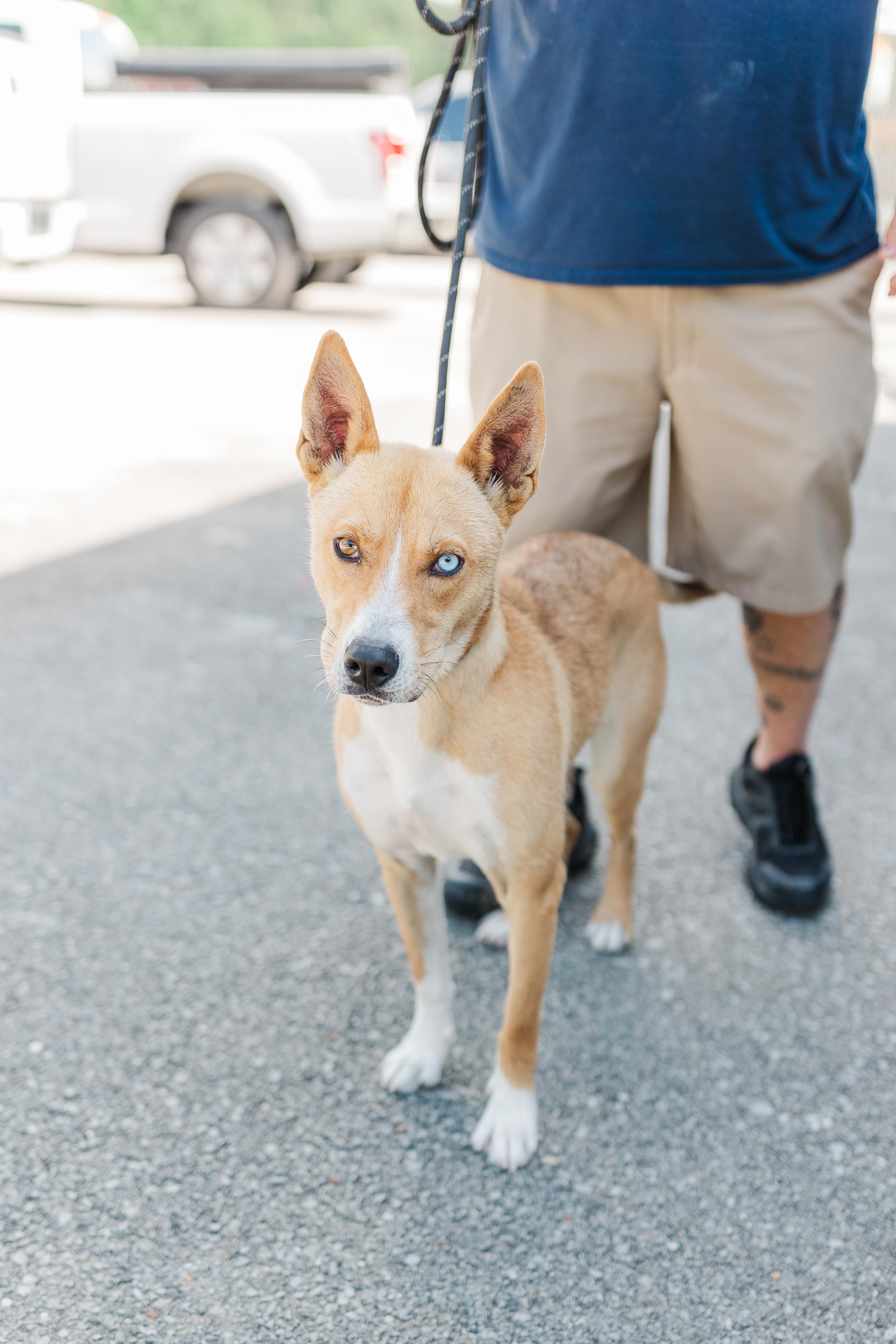 Puddle, a Adoptable mixed breed in Manchester, TN image 1/6