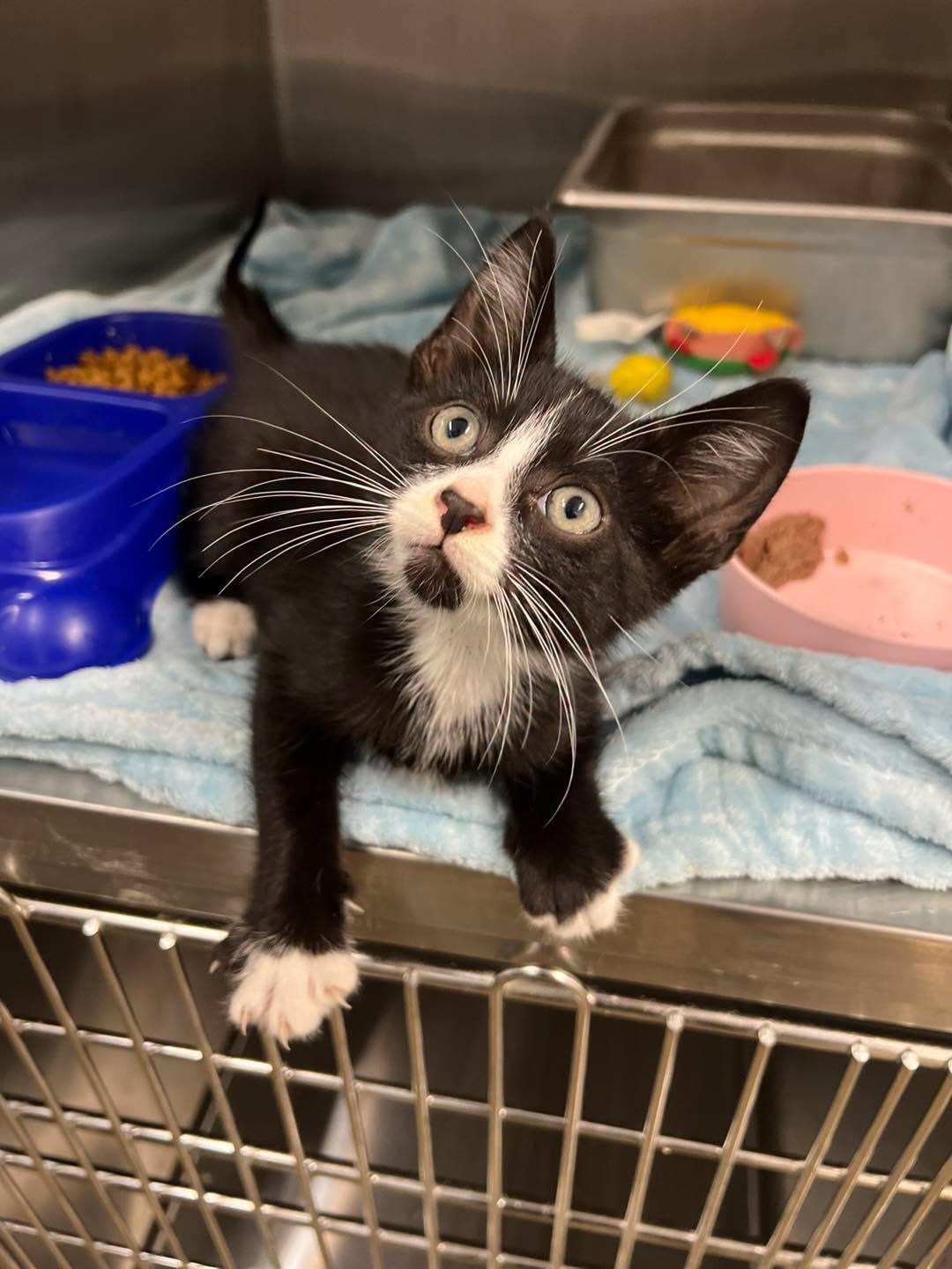 Enlarge Screech, a ADOPTABLE Tuxedo in Calhoun, KY image 1/1