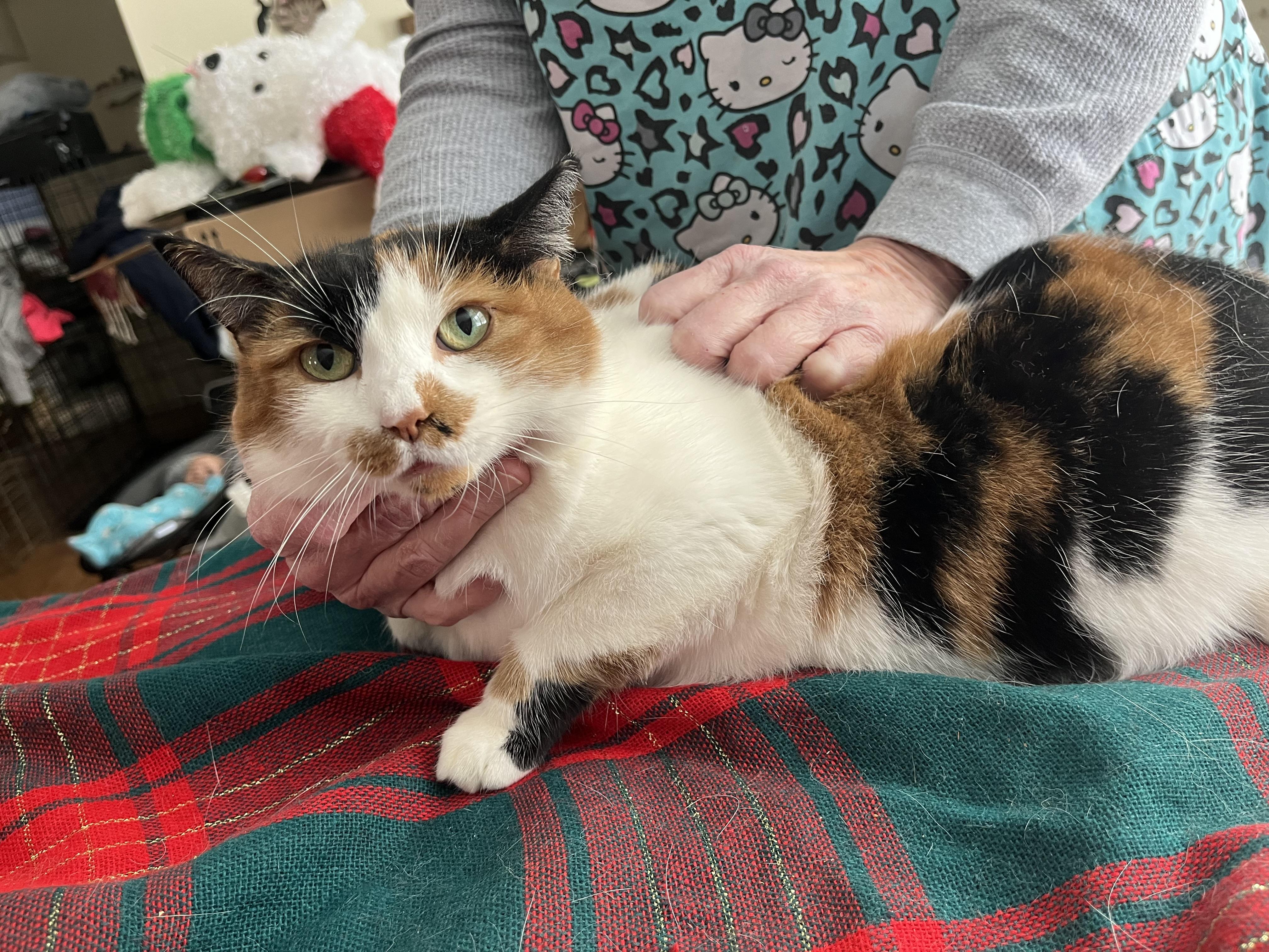 Enlarge Georgia , a ADOPTABLE Calico in Olean , NY image 1/3