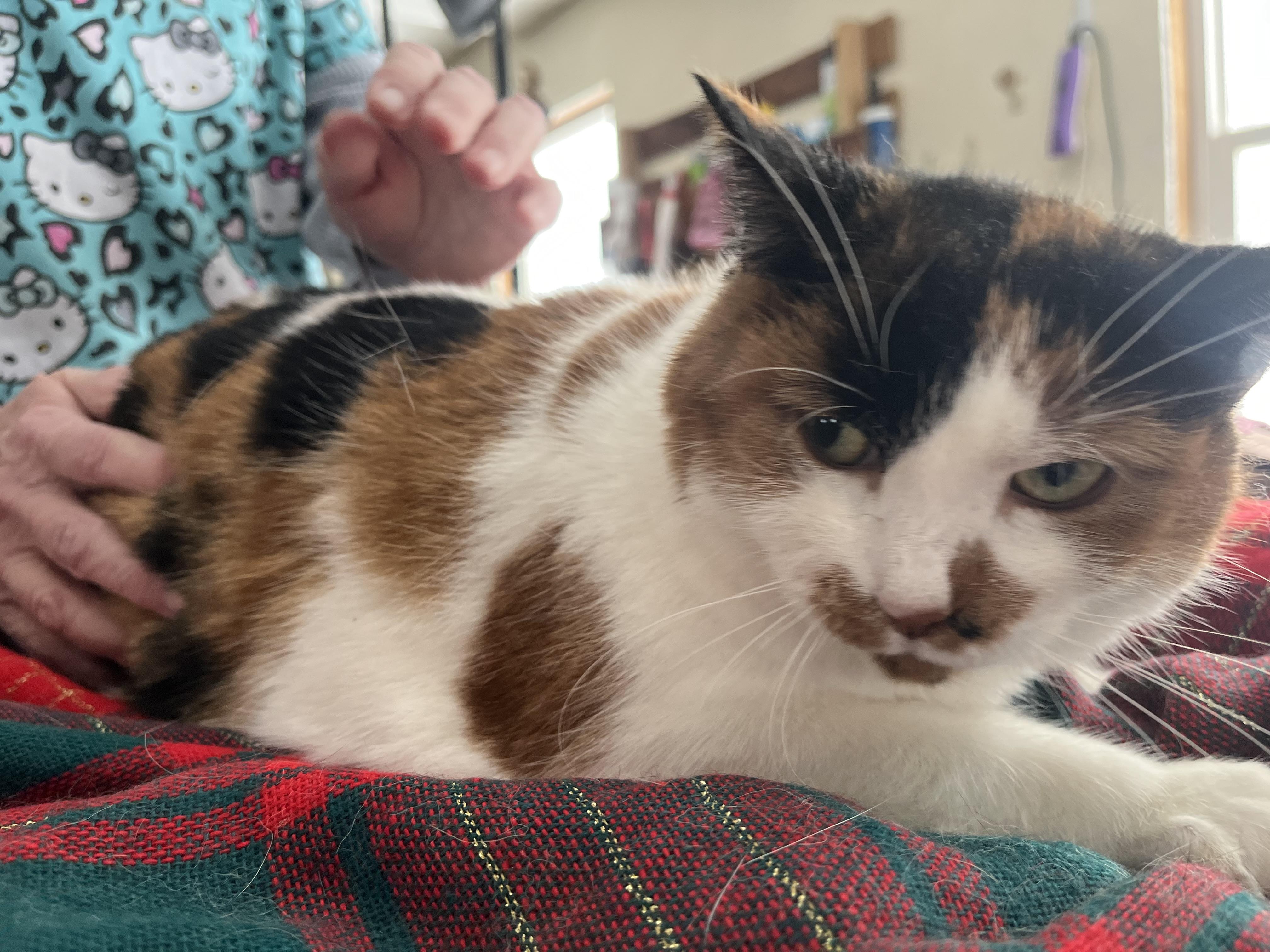 Enlarge Georgia , a ADOPTABLE Calico in Olean , NY image 2/3