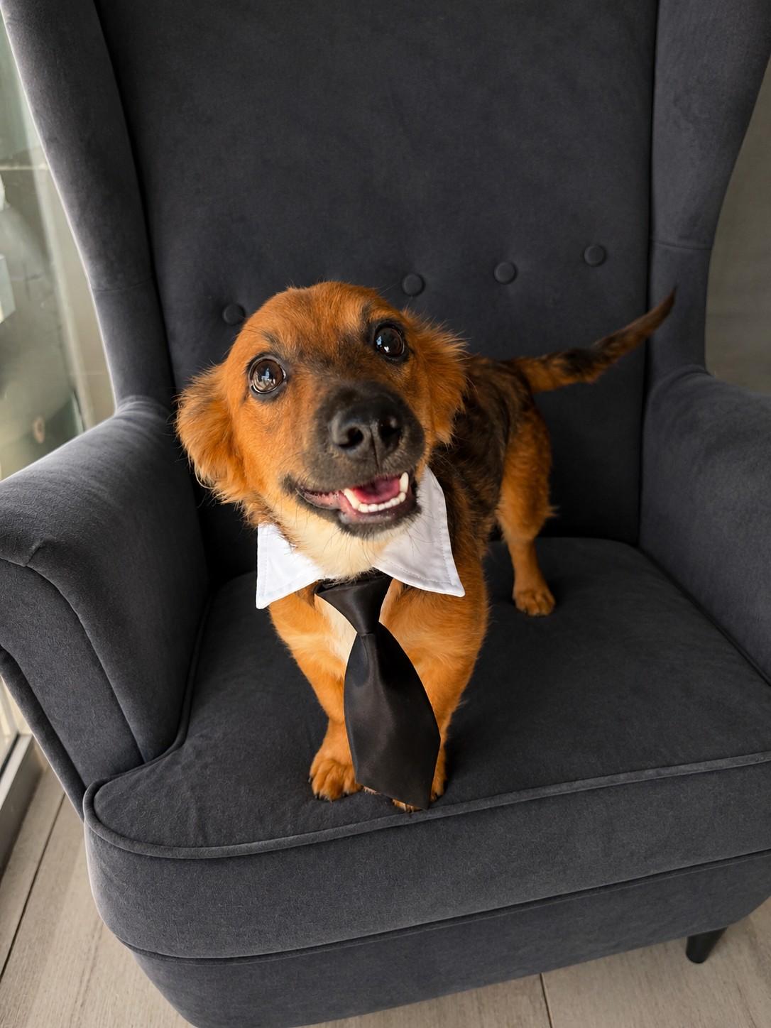Leo, an adopted Dachshund (Miniature Long Haired) in Poway, CA image 4/4