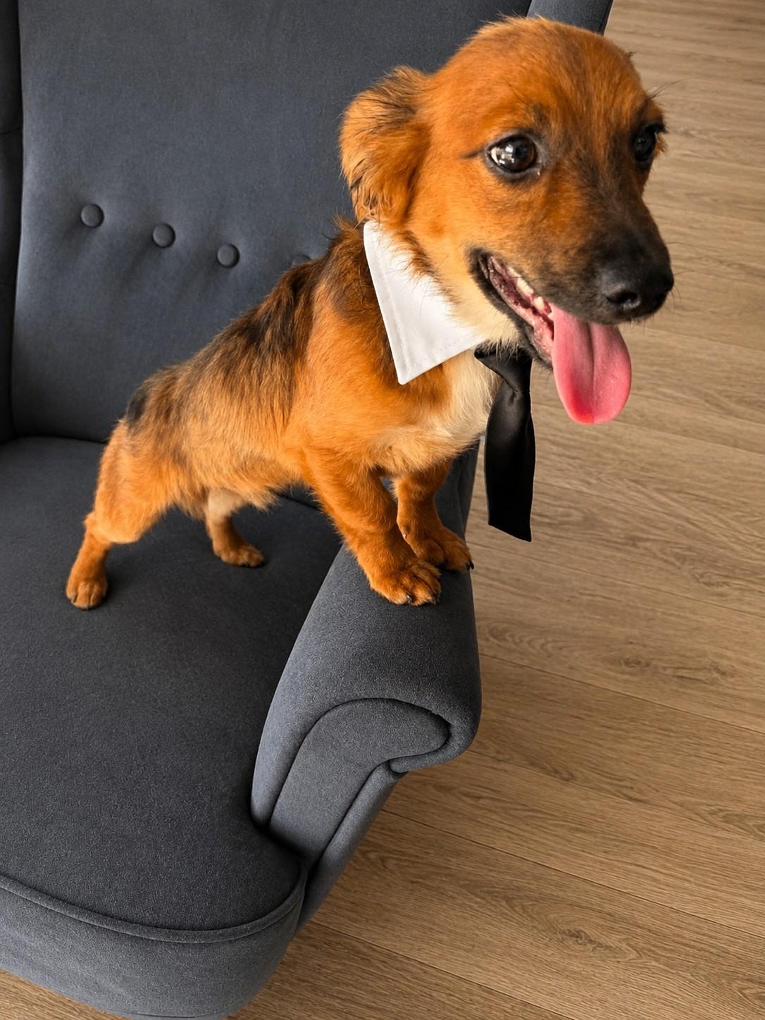 Leo, an adopted Dachshund (Miniature Long Haired) in Poway, CA image 2/4
