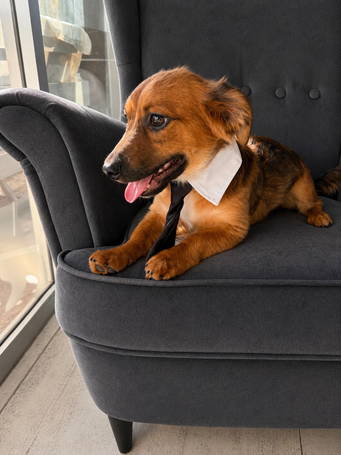 Leo, an adopted Dachshund (Miniature Long Haired) in Poway, CA image 3/4