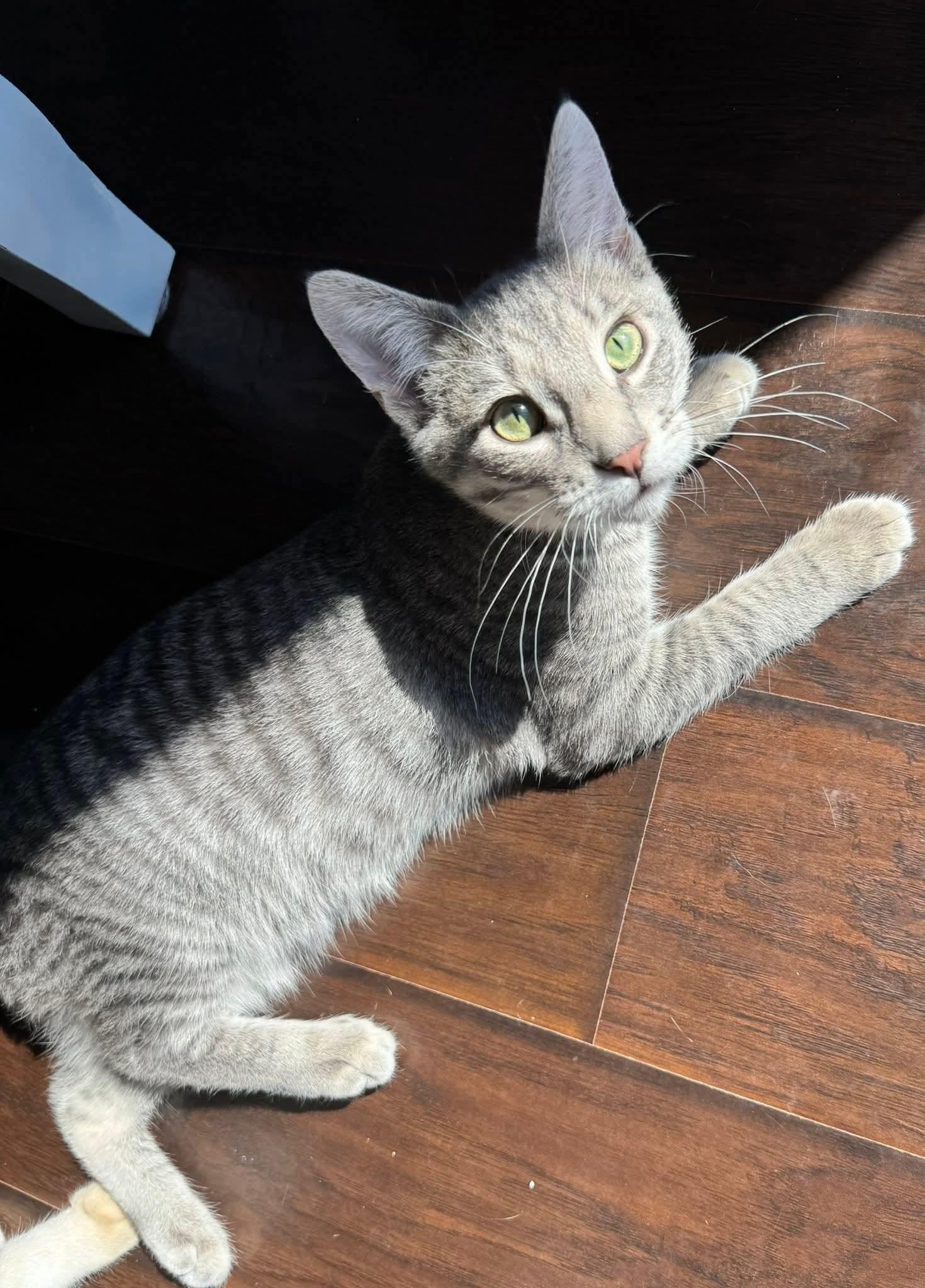 Hershey, Adoptable, Young Male Tabby & Domestic Short Hair.