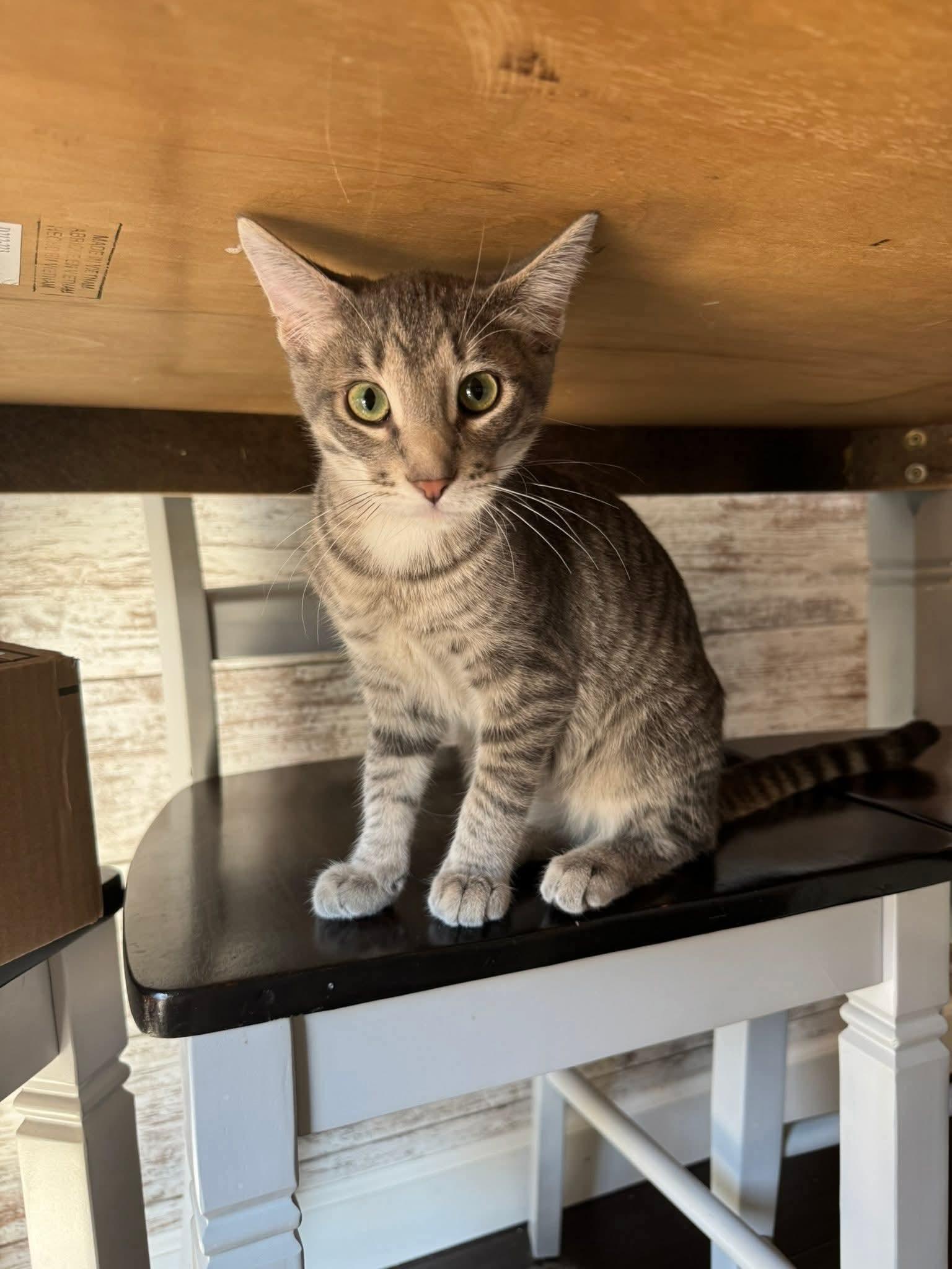 Hershey, a Adoptable mixed breed in Minneapolis, MN image 2/3