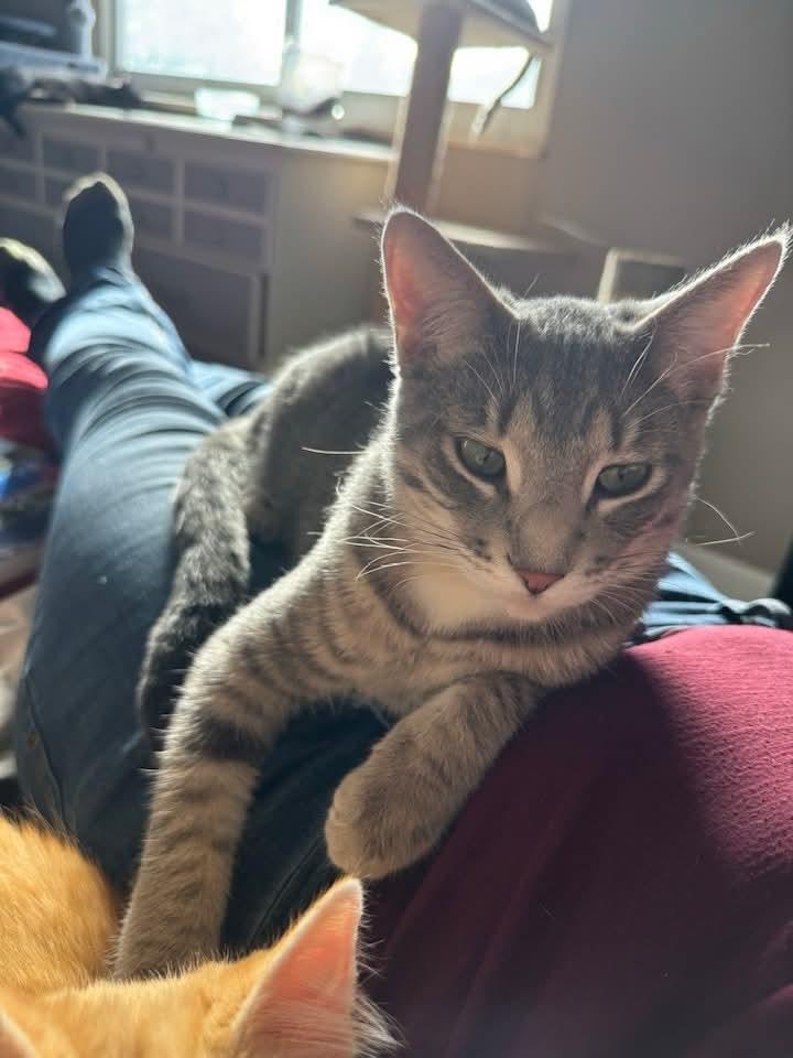 Hershey, a Adoptable mixed breed in Minneapolis, MN image 3/3