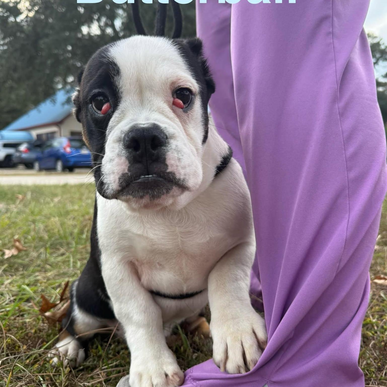 BUTTERBALL, ADOPTABLE, Puppy Male Bulldog.