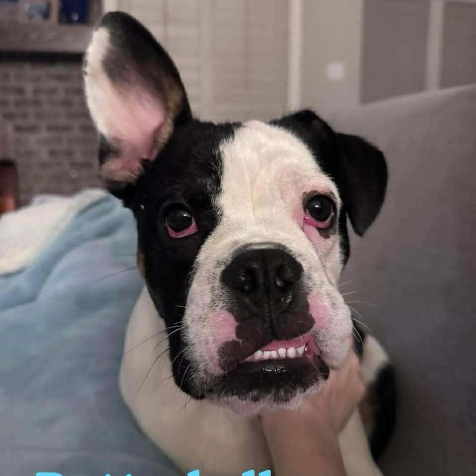 BUTTERBALL, ADOPTABLE, Puppy Male Bulldog.