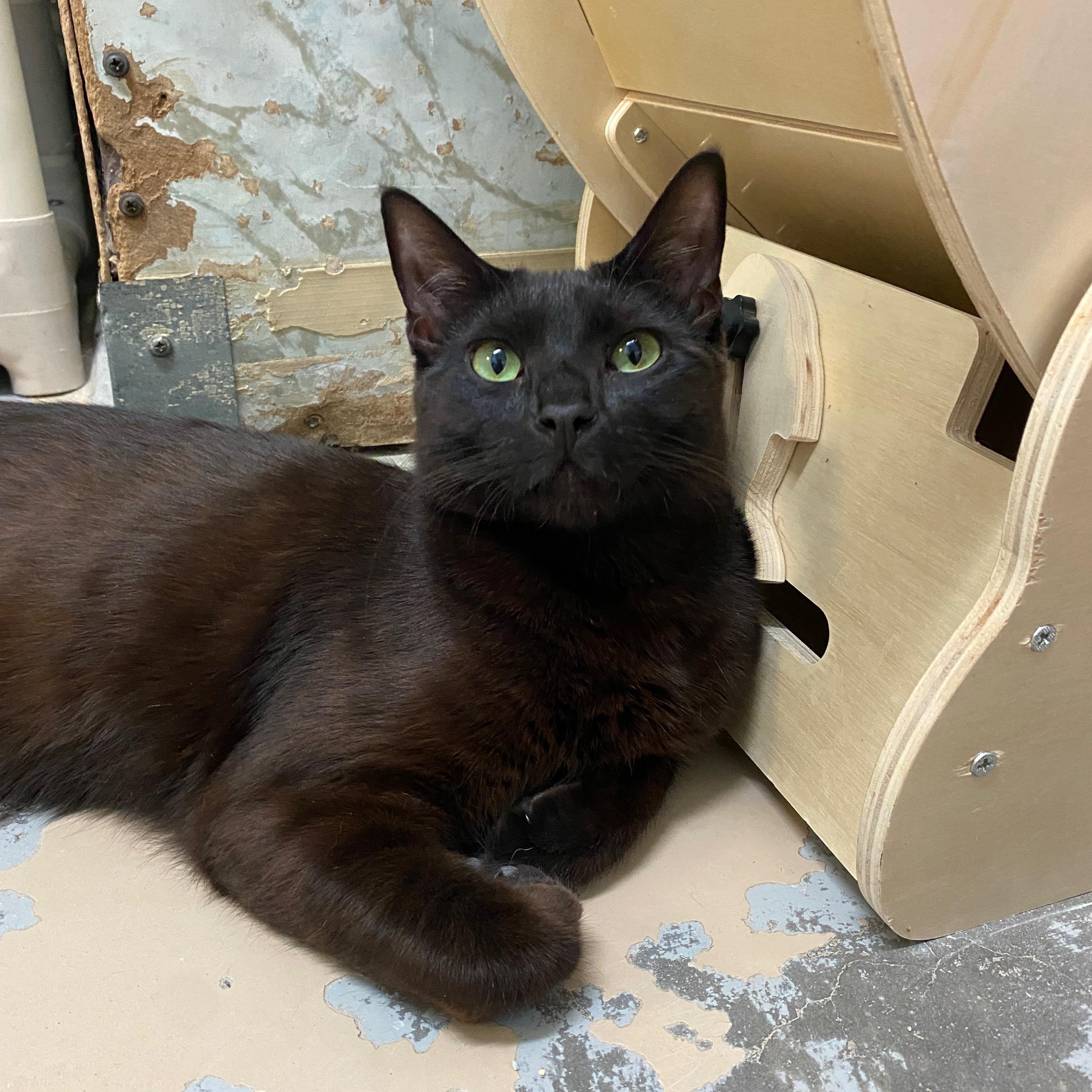 Enlarge BRAD KITT, a ADOPTABLE Domestic Short Hair in Joshua Tree, CA image 4/5