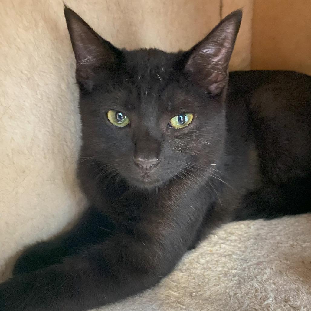 Enlarge BRAD KITT, a ADOPTABLE Domestic Short Hair in Joshua Tree, CA image 2/5