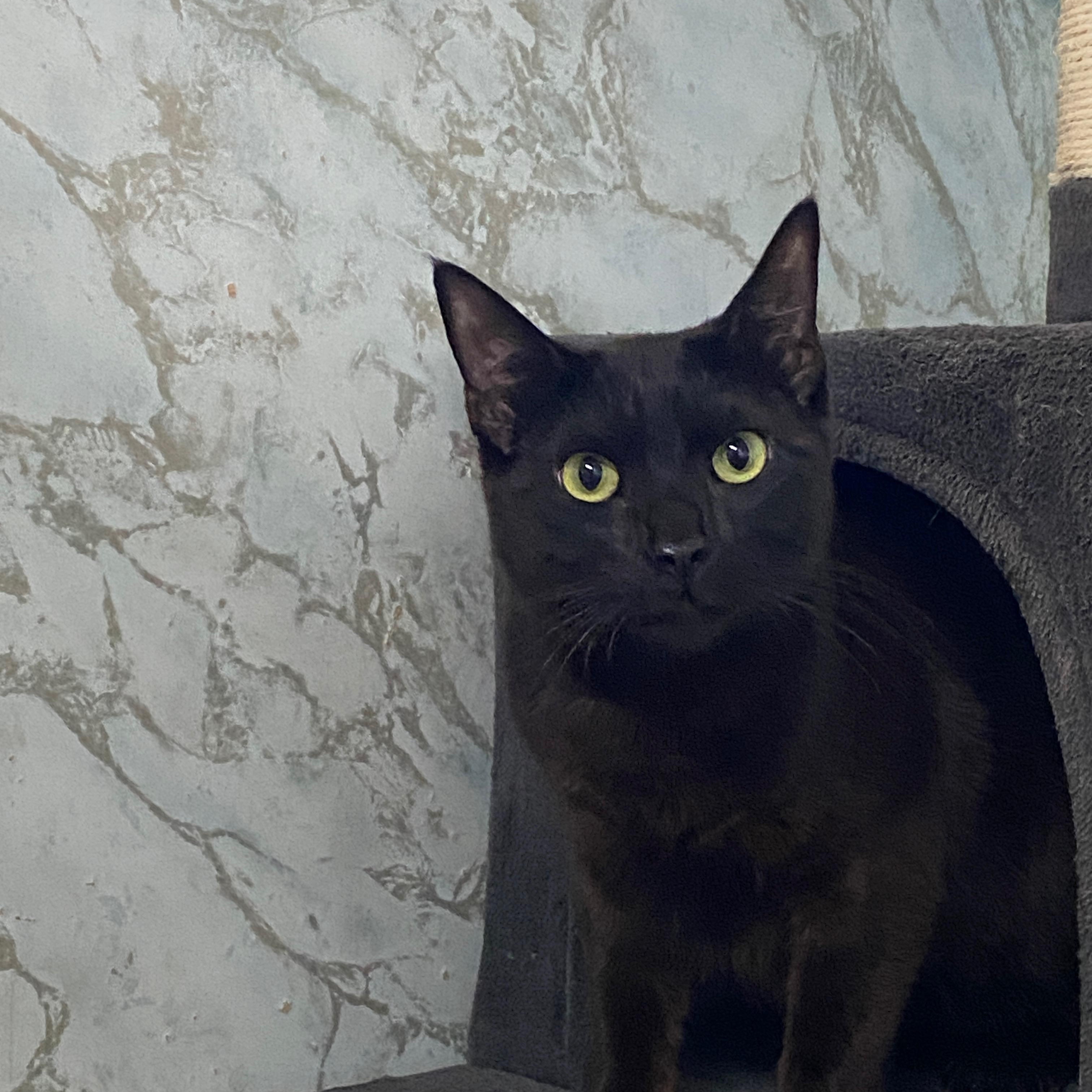 Enlarge BRAD KITT, a ADOPTABLE Domestic Short Hair in Joshua Tree, CA image 3/5