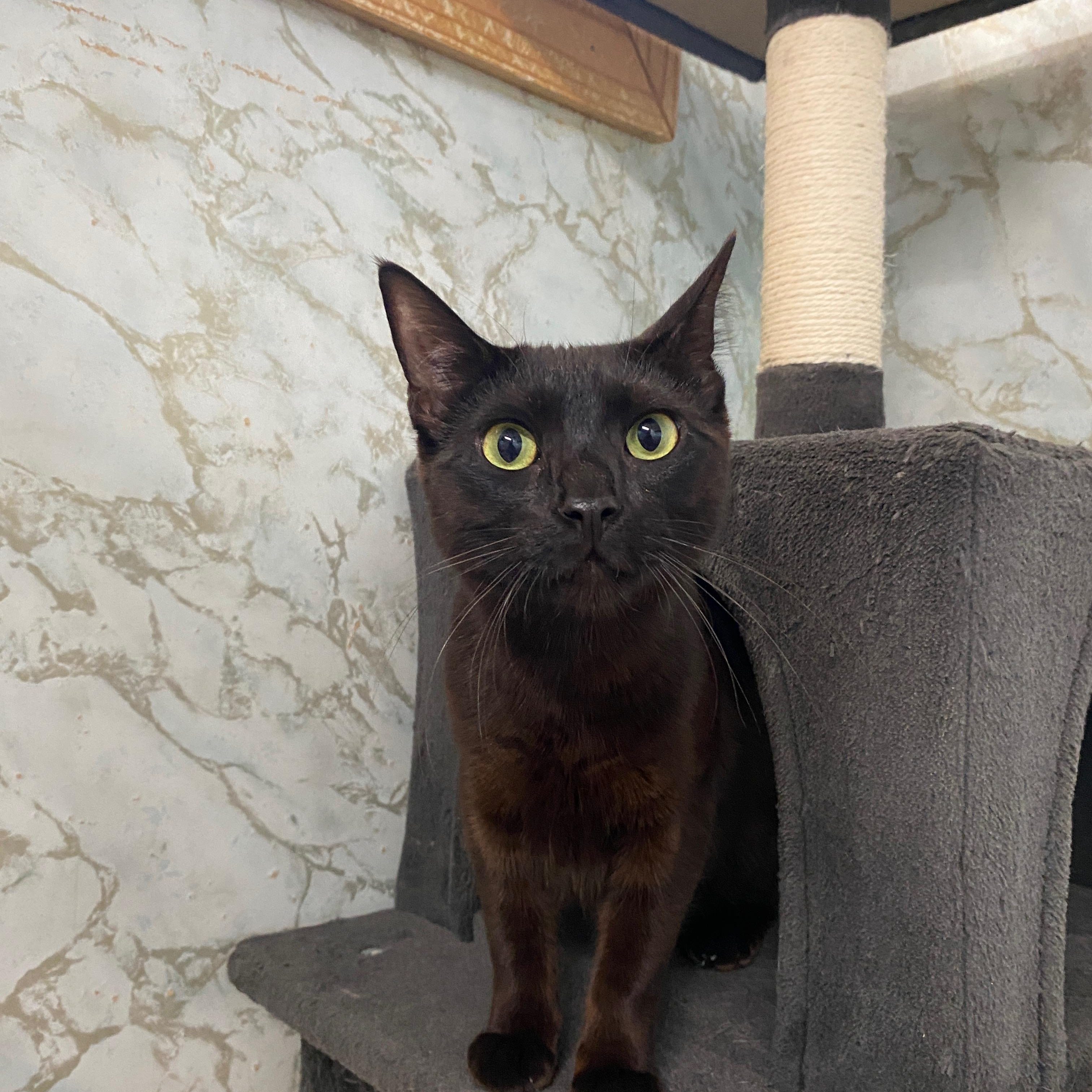 BRAD KITT, ADOPTABLE, Young Male Domestic Short Hair.