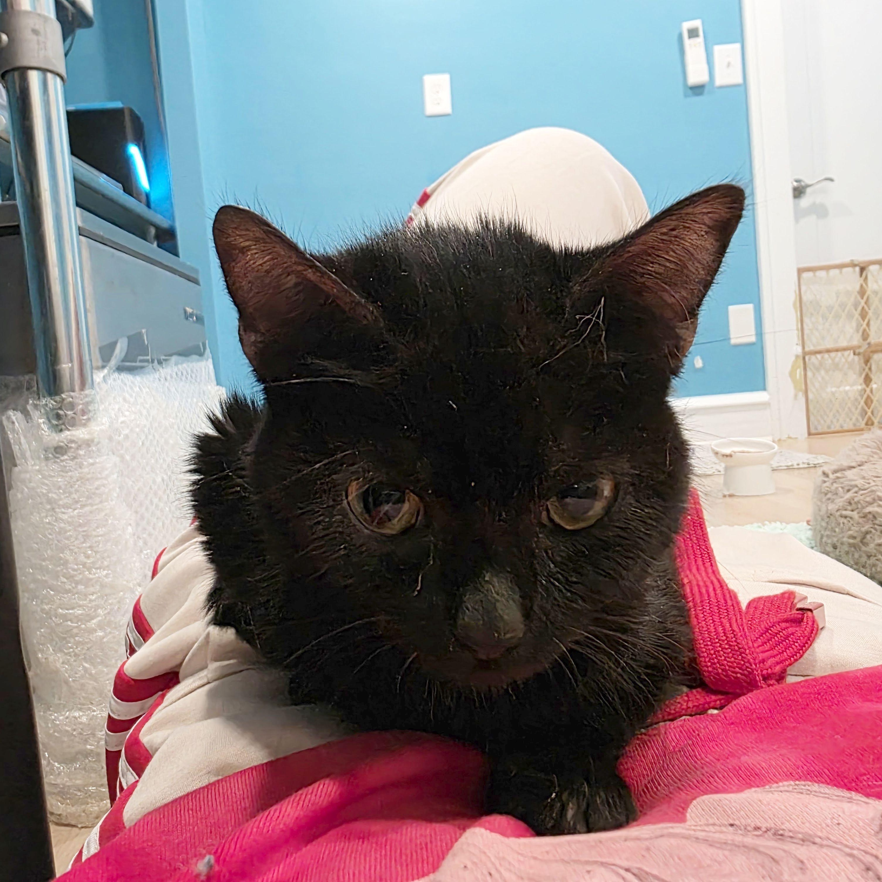 Enlarge Zoe, a Adoptable mixed breed in Woodbury, NJ image 3/5