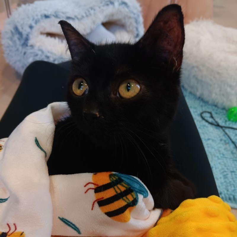 Zoe, Adoptable, Kitten Female Domestic Short Hair.