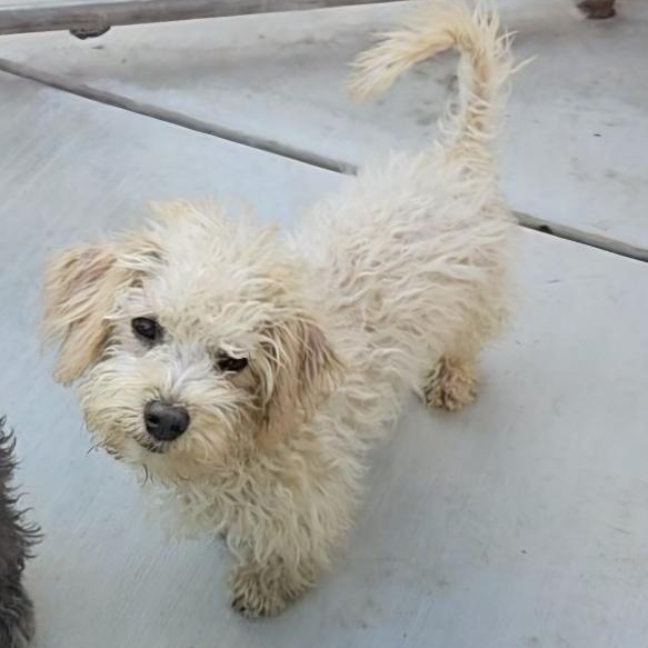 Pike Place, adopted, Puppy Male Maltipoo & Terrier.