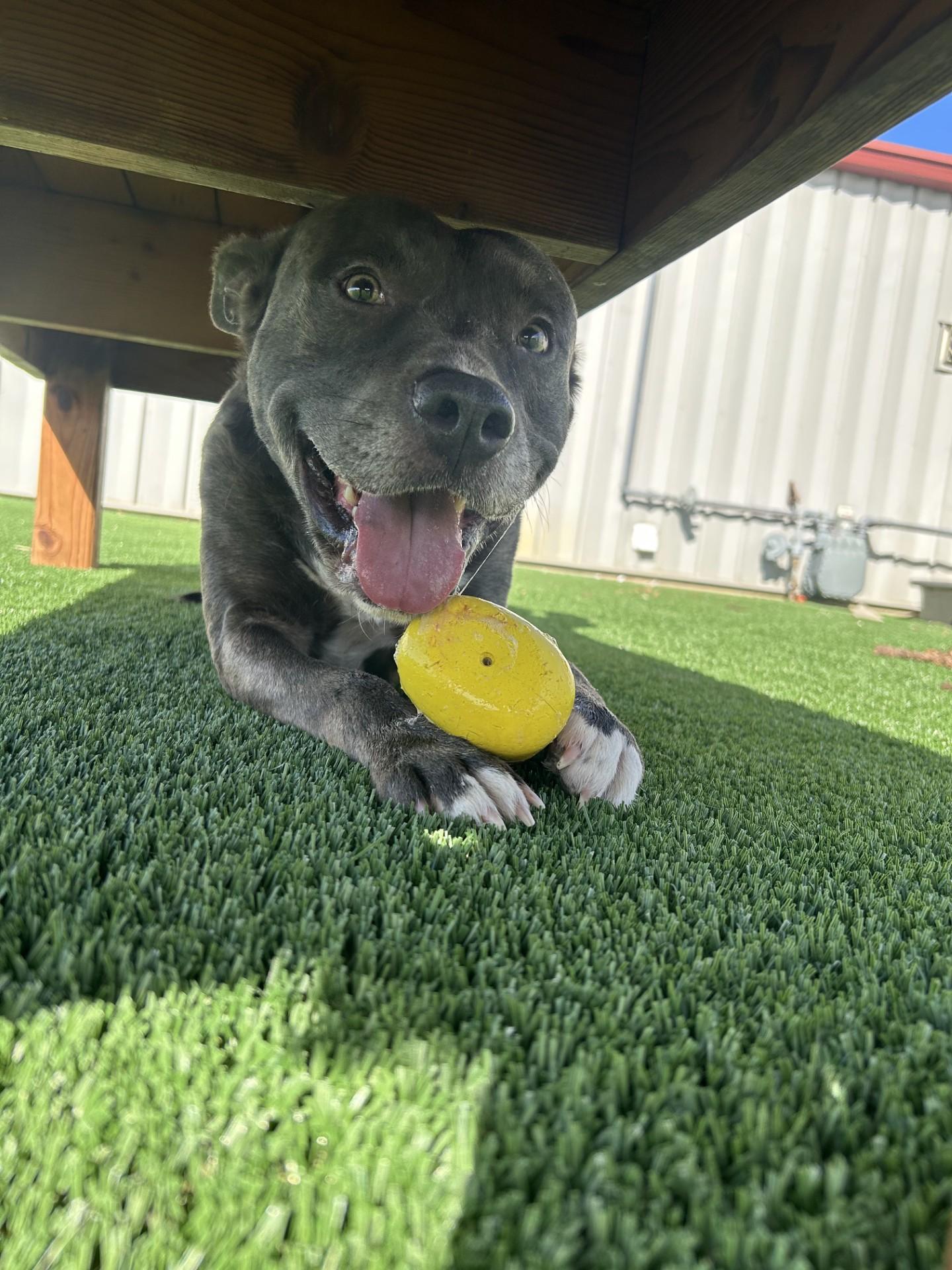 Rafa, ADOPTABLE, Adult Male Mixed Breed.