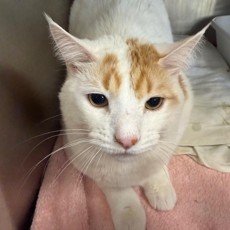 Enlarge Phora, a Adoptable Domestic Short Hair in Walden, NY image 1/1