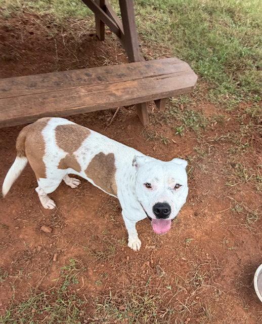 Enlarge Willow, a Adoptable Pit Bull Terrier in Carrollton, GA image 1/3