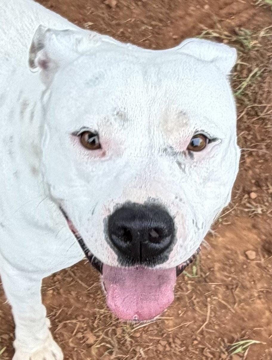 Enlarge Willow, a Adoptable Pit Bull Terrier in Carrollton, GA image 2/3