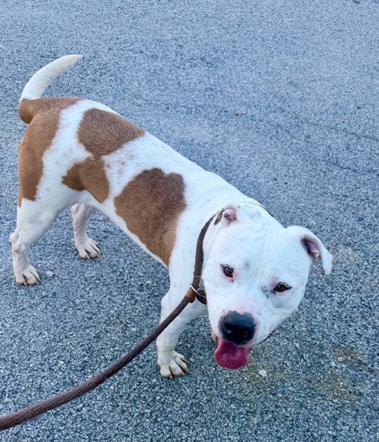 Enlarge Willow, a Adoptable Pit Bull Terrier in Carrollton, GA image 3/3