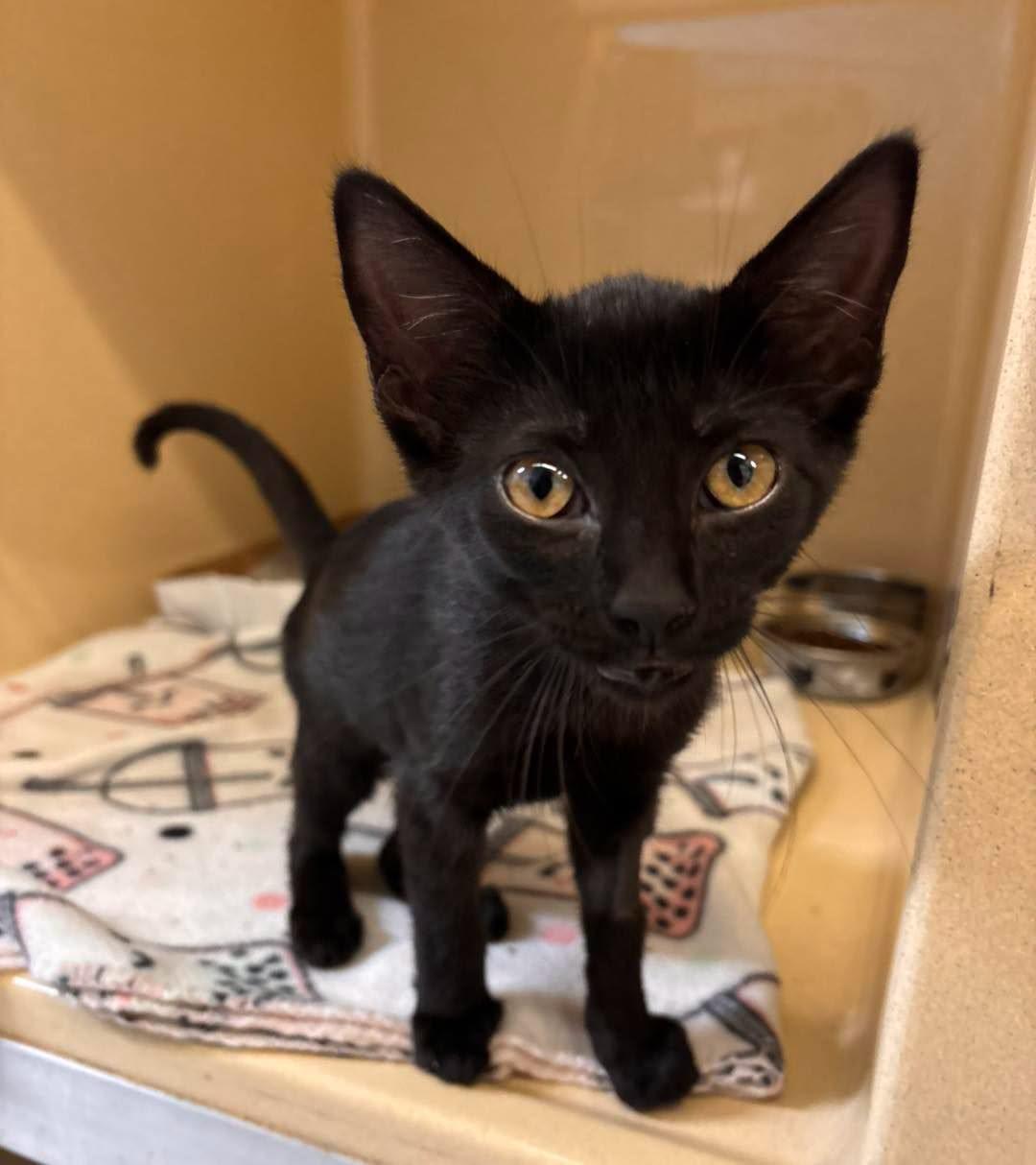 Enlarge Frankie, a ADOPTABLE Domestic Short Hair in Stillwater, OK image 1/1