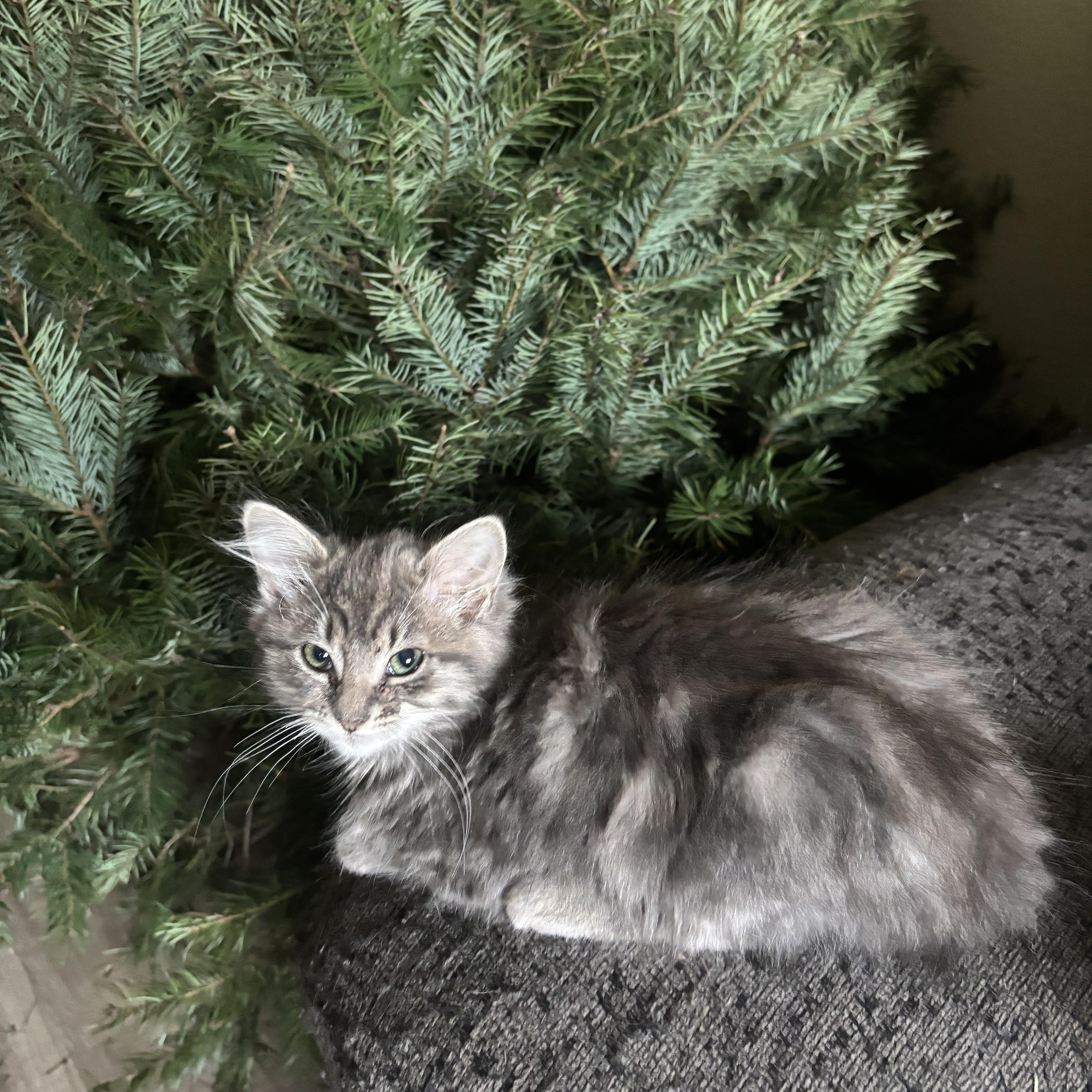 Enlarge Amethyst , an adopted Domestic Long Hair in Costa Mesa, CA image 1/2