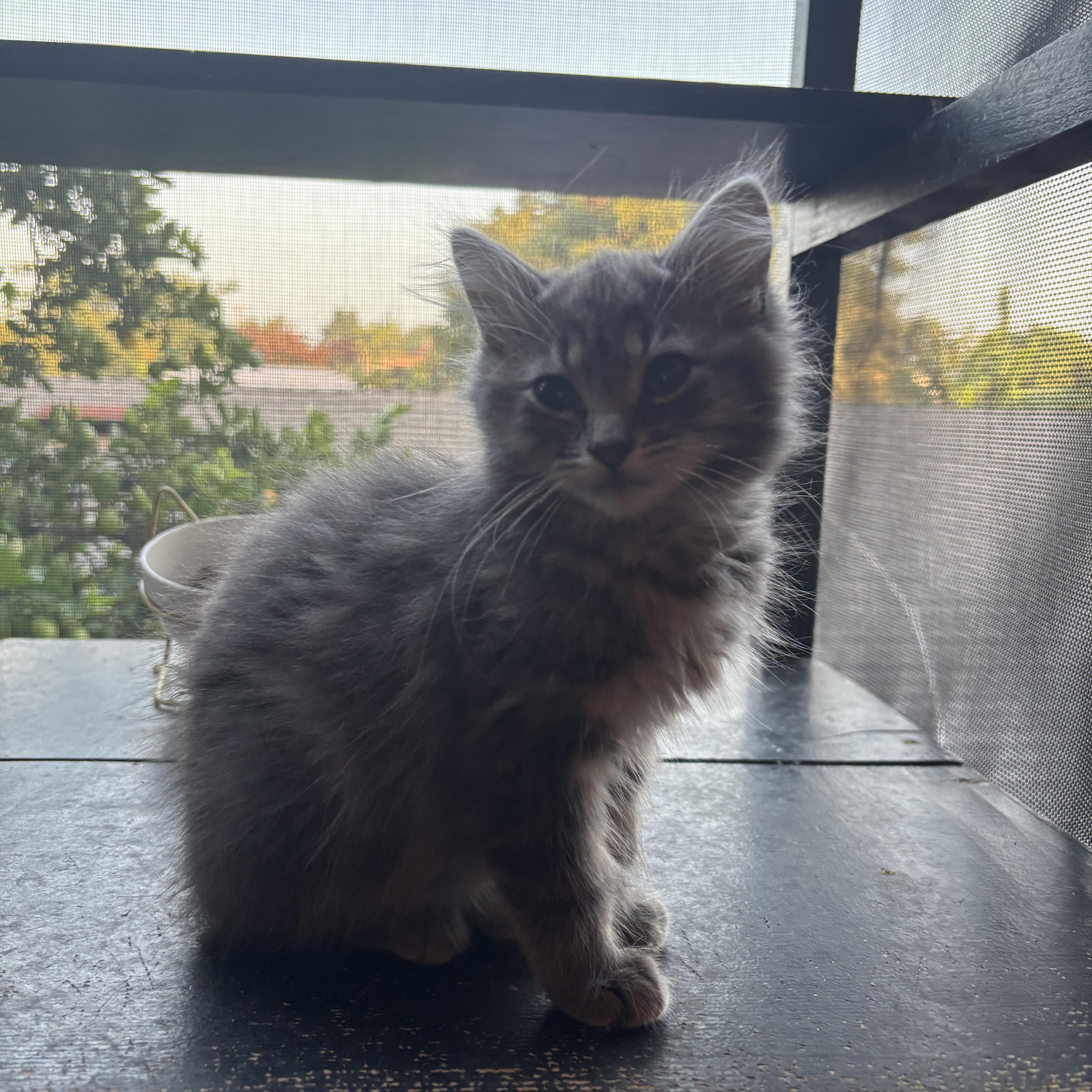 Enlarge Amethyst , an adopted Domestic Long Hair in Costa Mesa, CA image 2/2