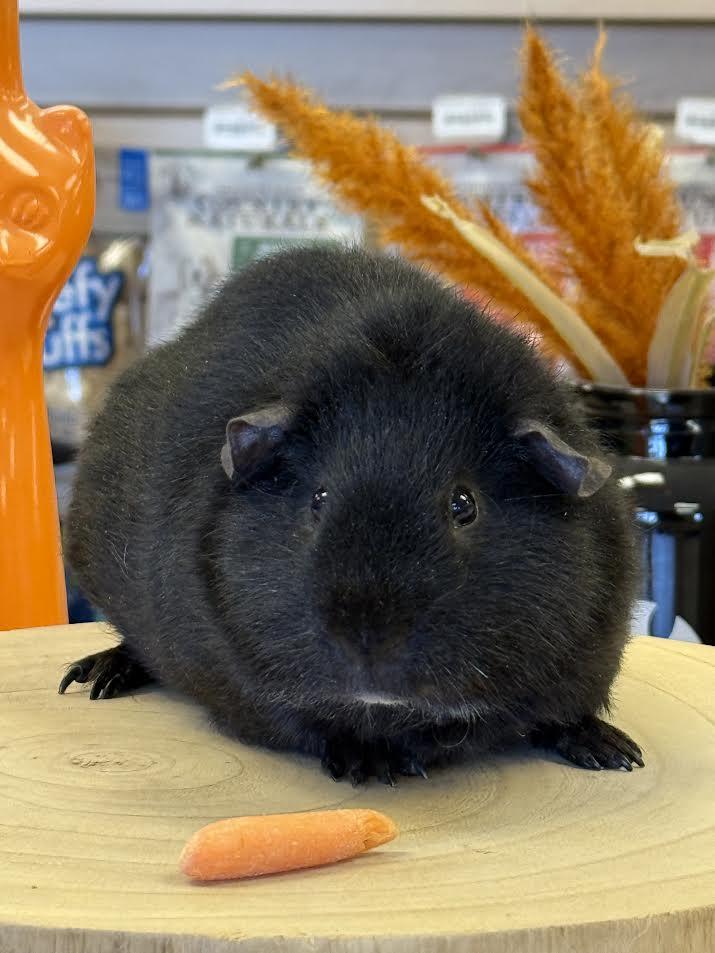 Enlarge Joe, Nick, & Kevin Jonas, a ADOPTABLE Teddy in South Elgin, IL image 1/3