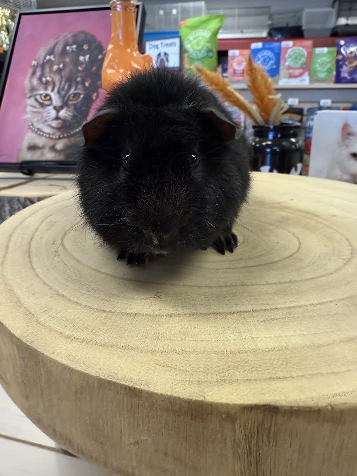 Enlarge Joe, Nick, & Kevin Jonas, a ADOPTABLE Teddy in South Elgin, IL image 3/3