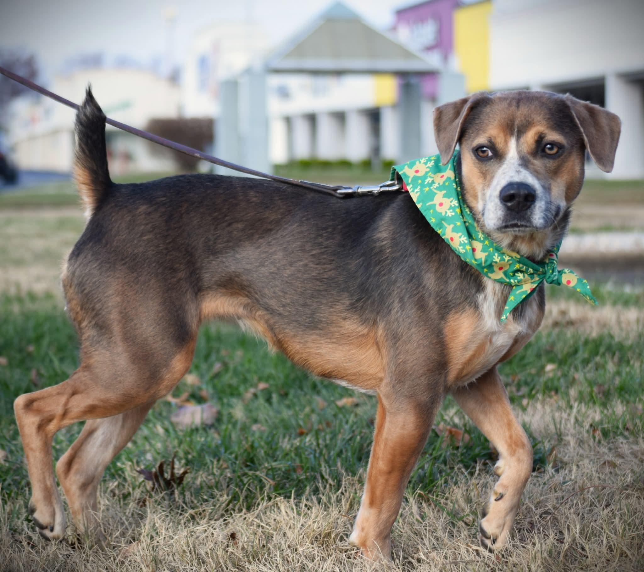 Enlarge Fee Fee, a Adoptable mixed breed in Evansville, IN image 1/1