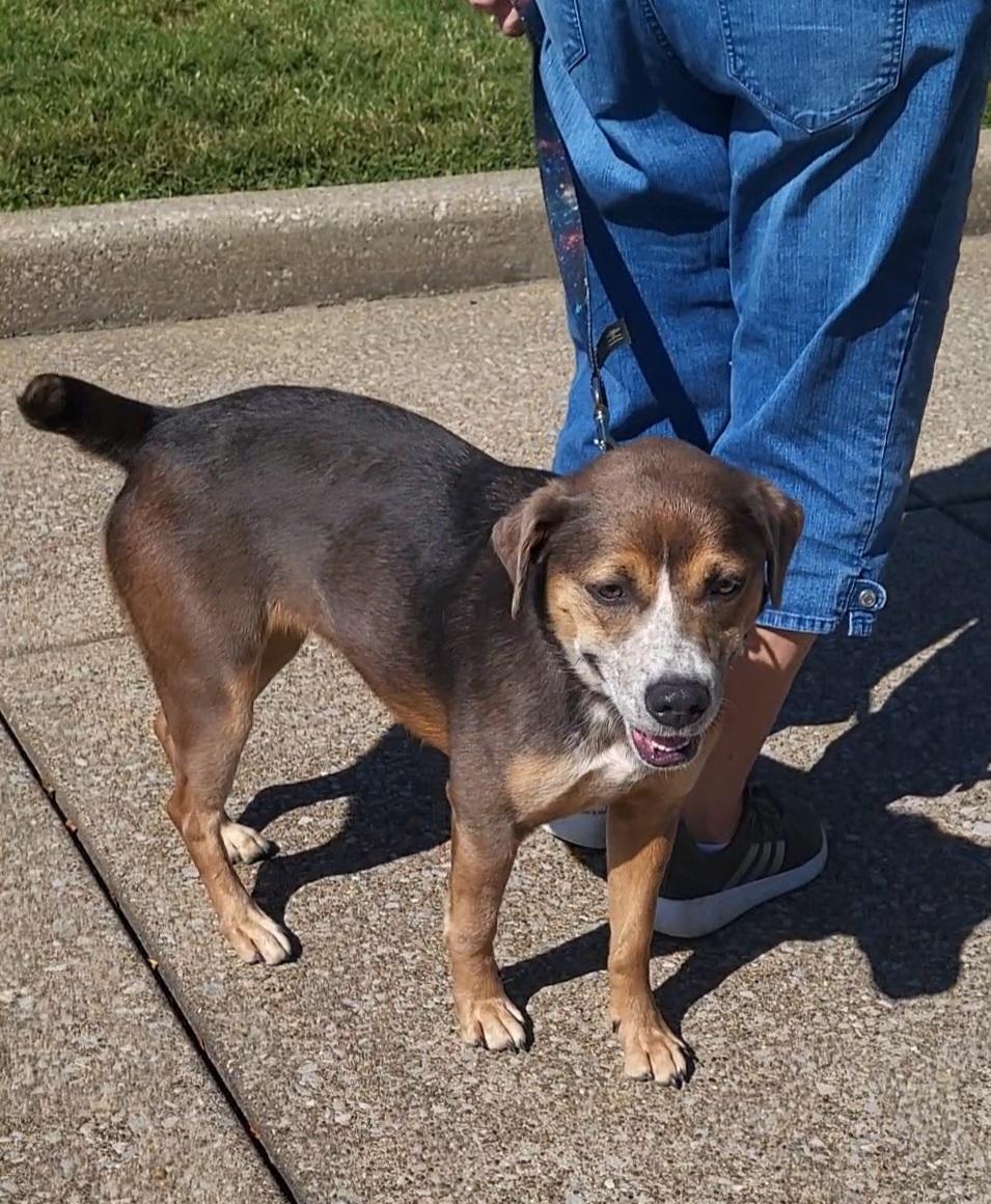 Fee Fee, Adoptable, Adult Female Hound.