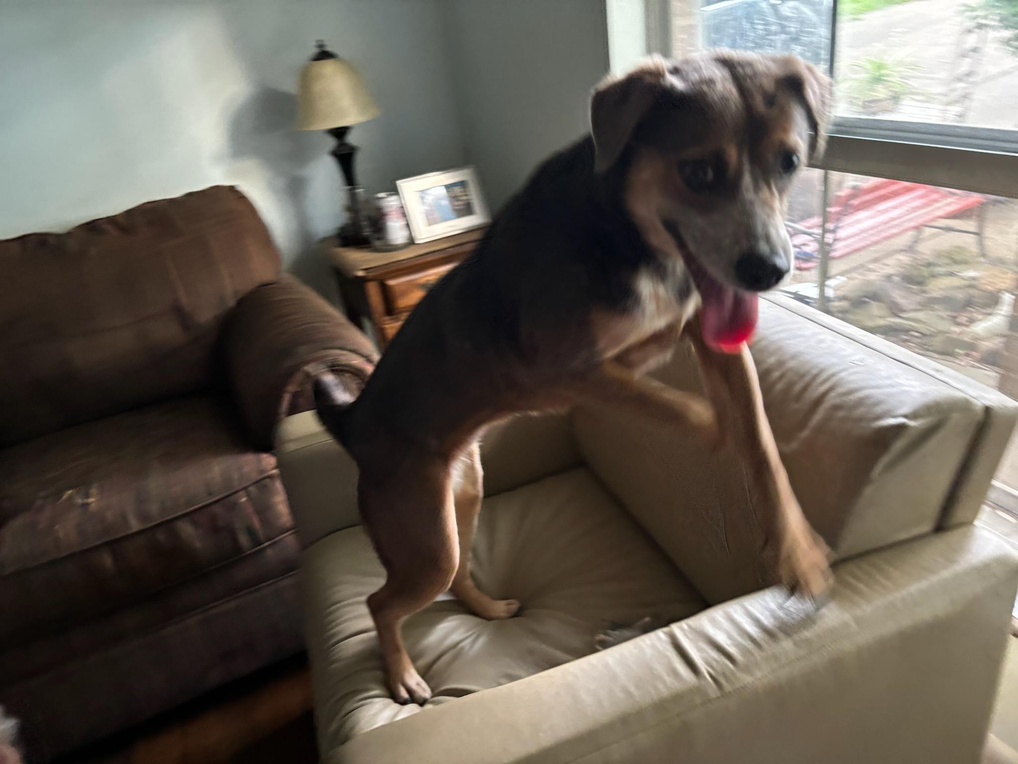 Enlarge Fee Fee, a Adoptable mixed breed in Evansville, IN image 3/3