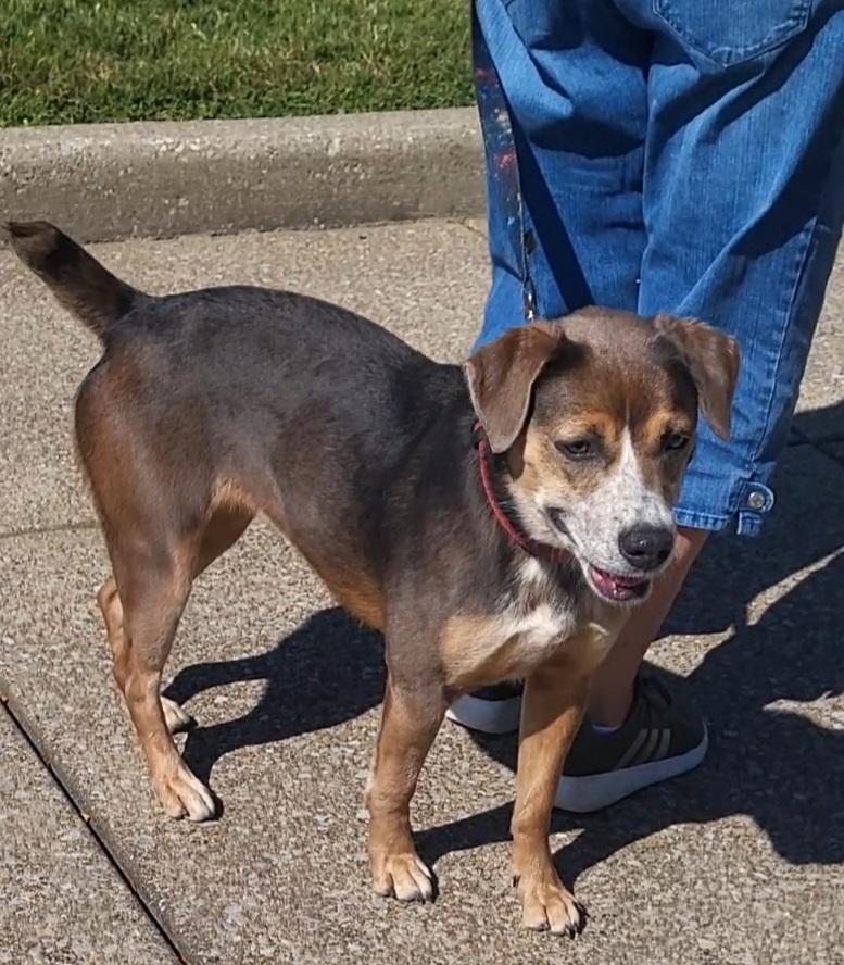 Enlarge Fee Fee, a Adoptable mixed breed in Evansville, IN image 2/3
