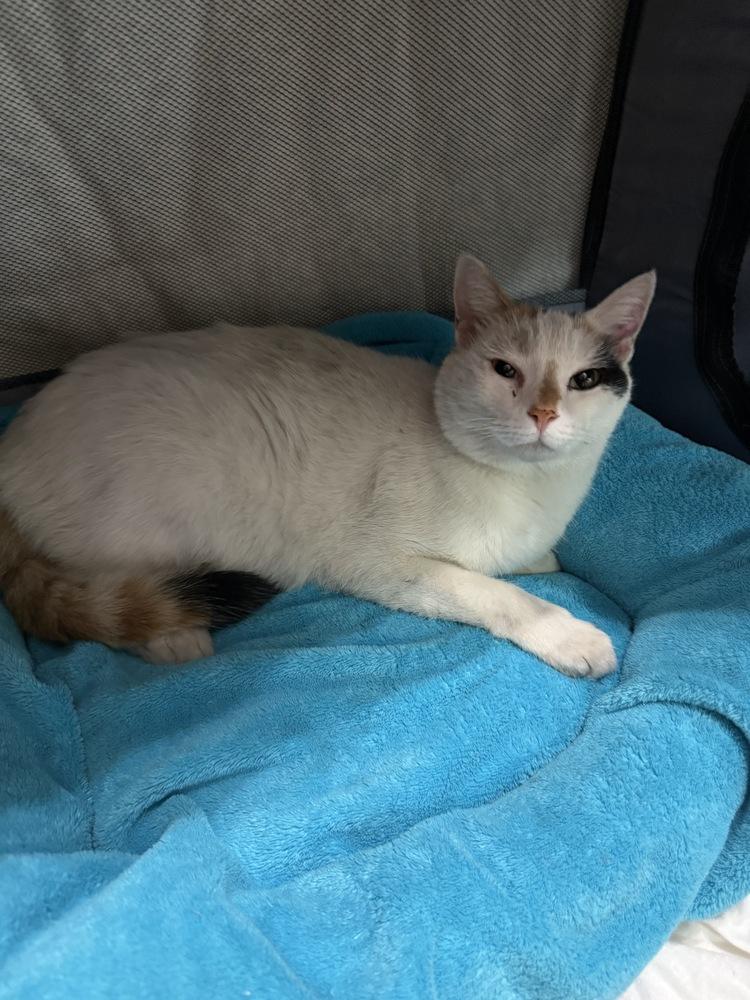 Stella, Adoptable, Young Female Domestic Short Hair.