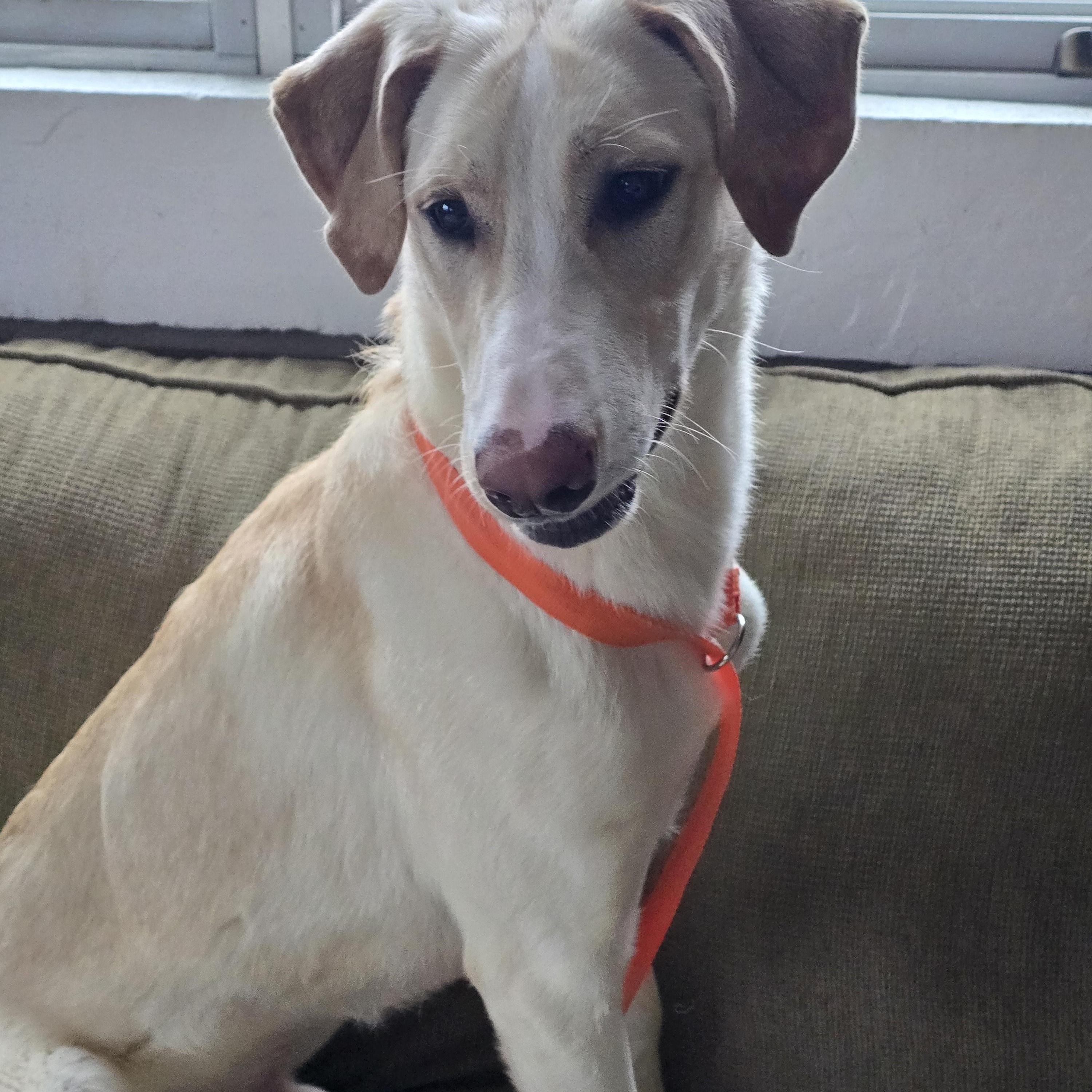 Cosmo, ADOPTABLE, Young Male Greyhound & Yellow Labrador Retriever.