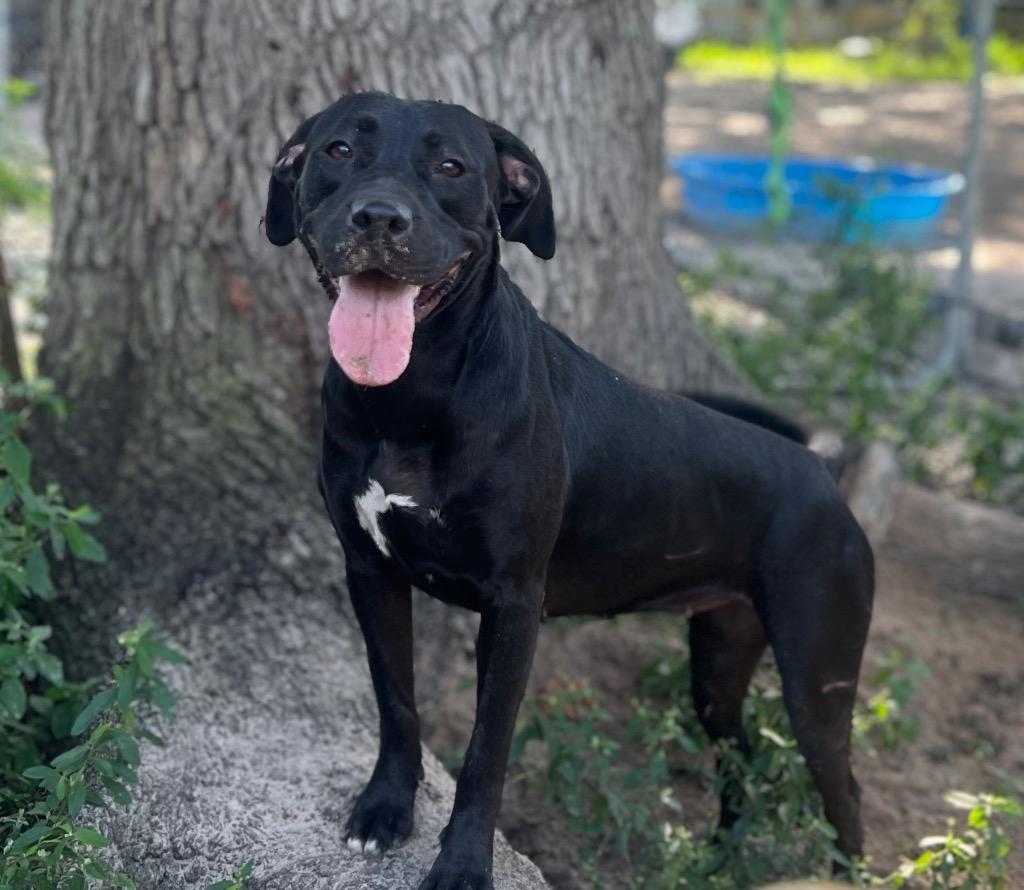 Enlarge Felicity, a Adoptable mixed breed in Waynesville, GA image 1/6