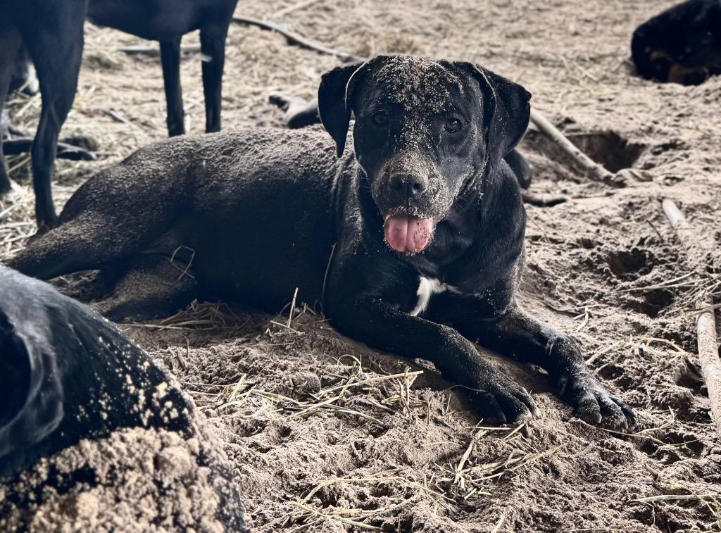 Enlarge Felicity, a Adoptable mixed breed in Waynesville, GA image 2/6