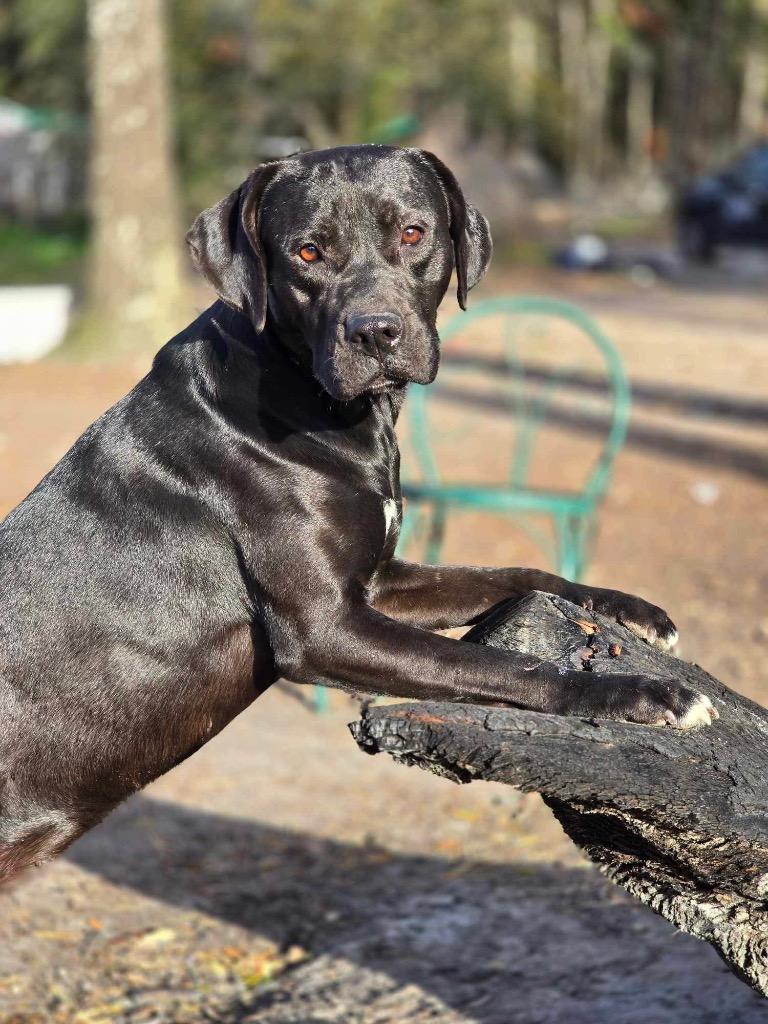 Enlarge Felicity, a Adoptable mixed breed in Waynesville, GA image 3/6
