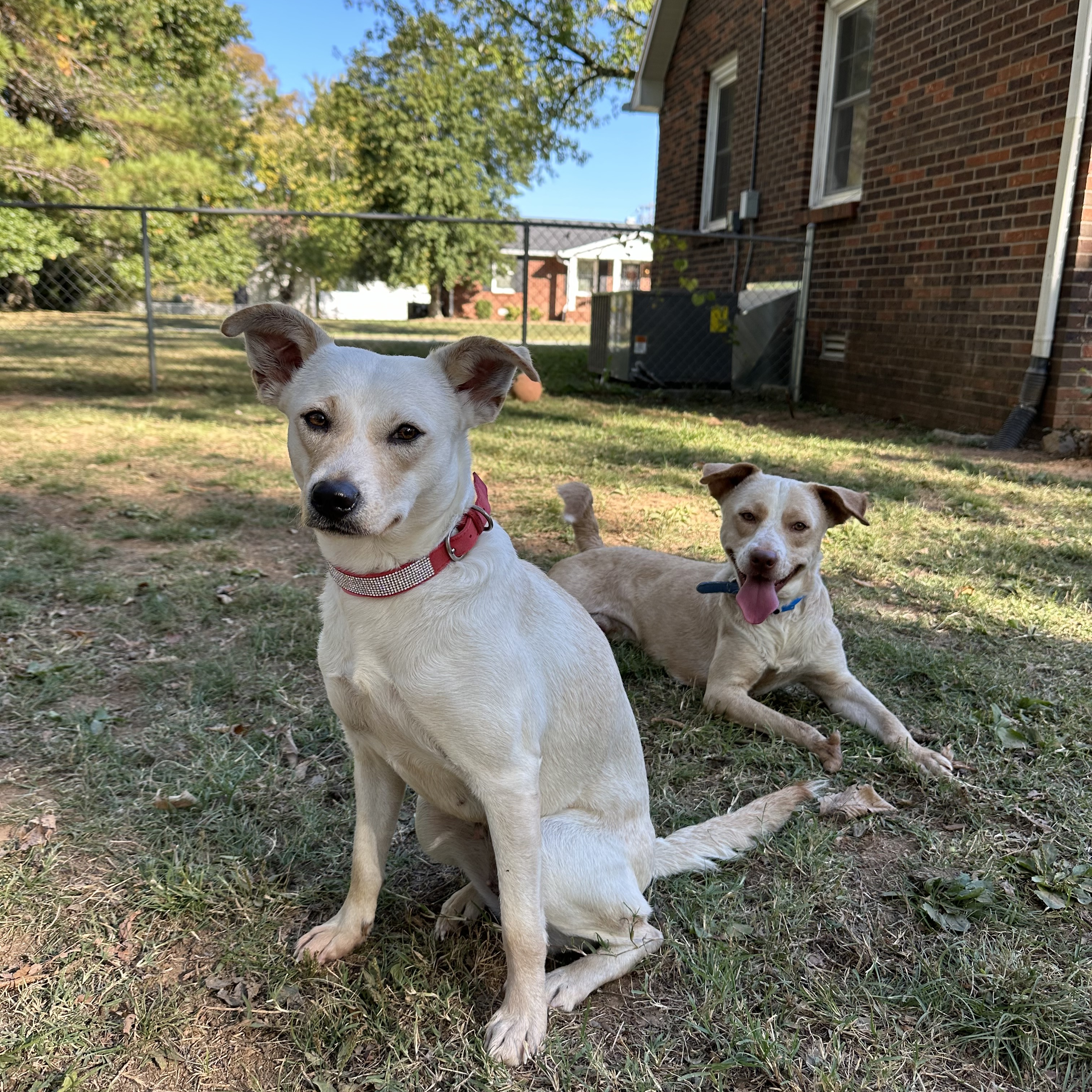 Callan, a Adopted Yellow Labrador Retriever in Suffield, CT image 1/6