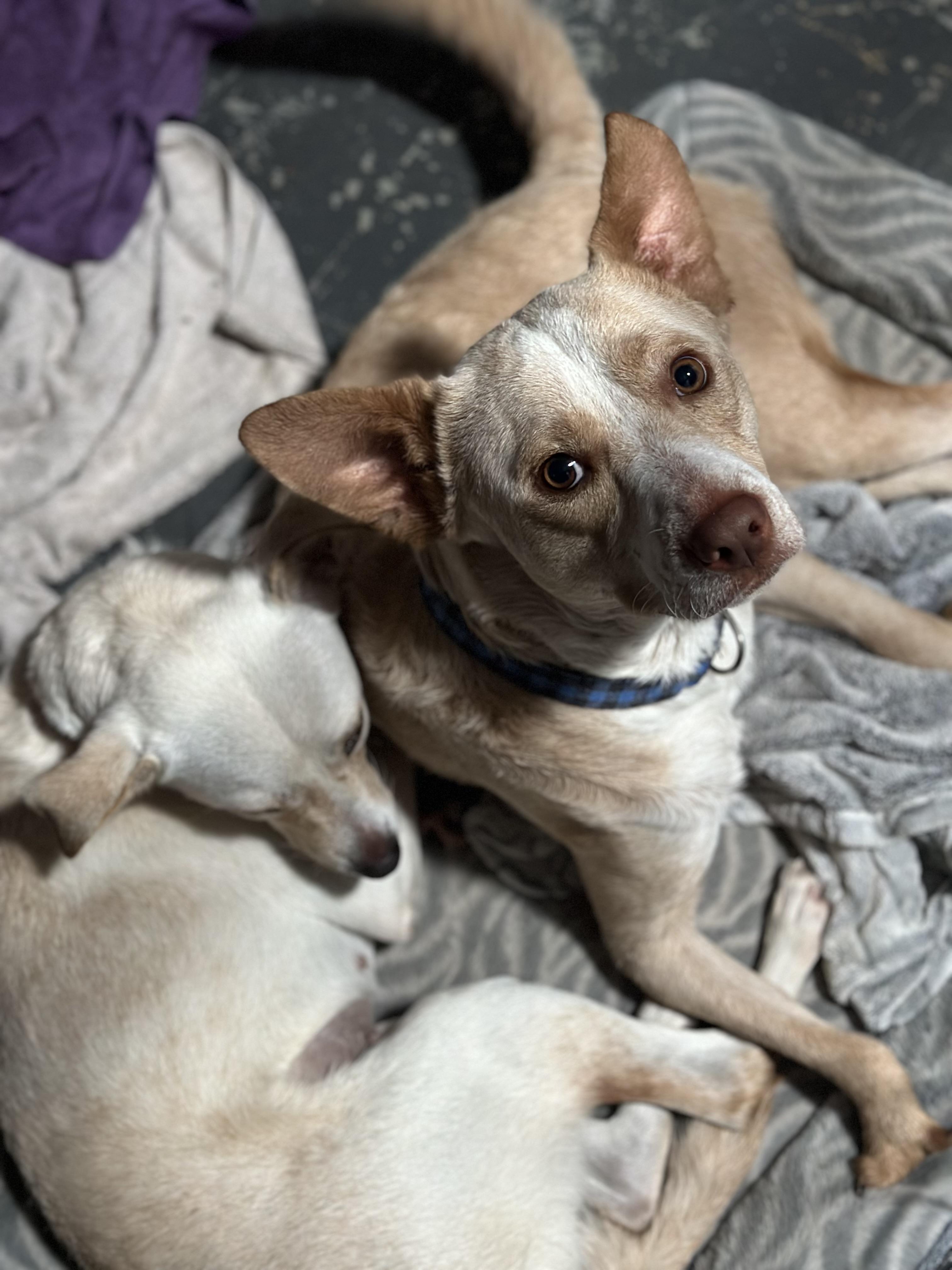 Callan, Adopted, Young Male Yellow Labrador Retriever.