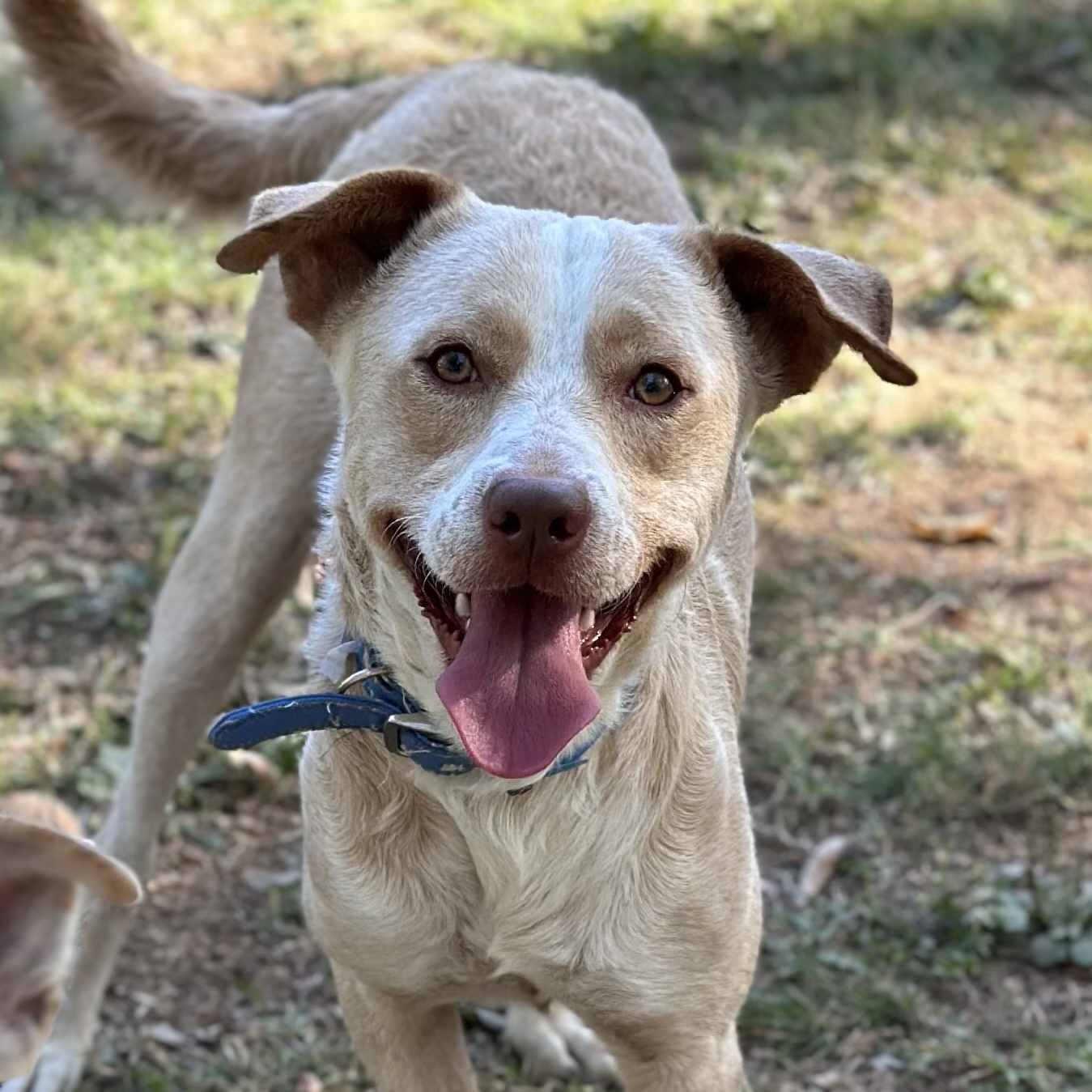 Callan, a Adopted Yellow Labrador Retriever in Suffield, CT image 3/6